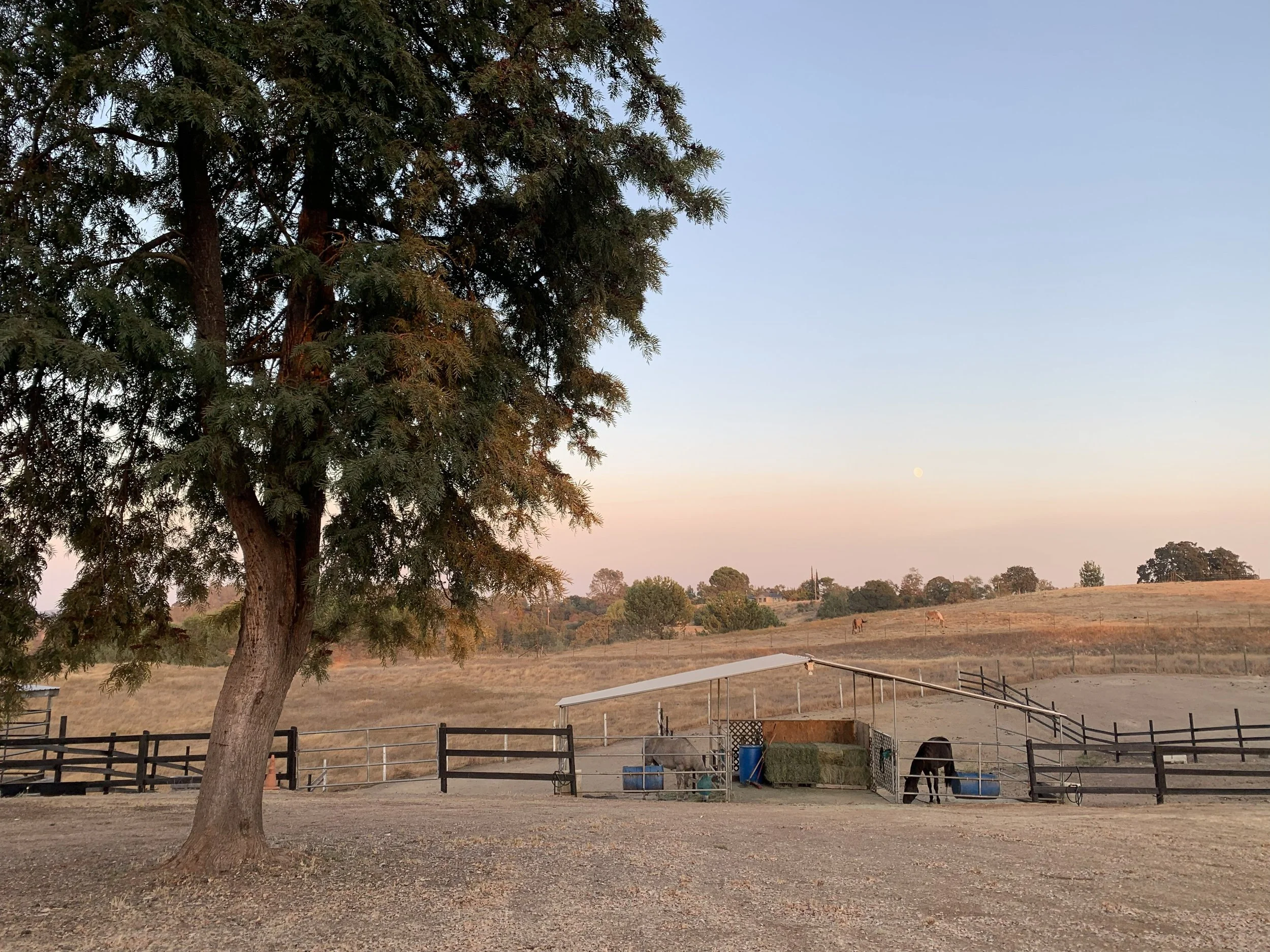 A rural farm landscape with a large tree in the foreground, a fenced area with horses grazing, and open fields in the background during sunset.