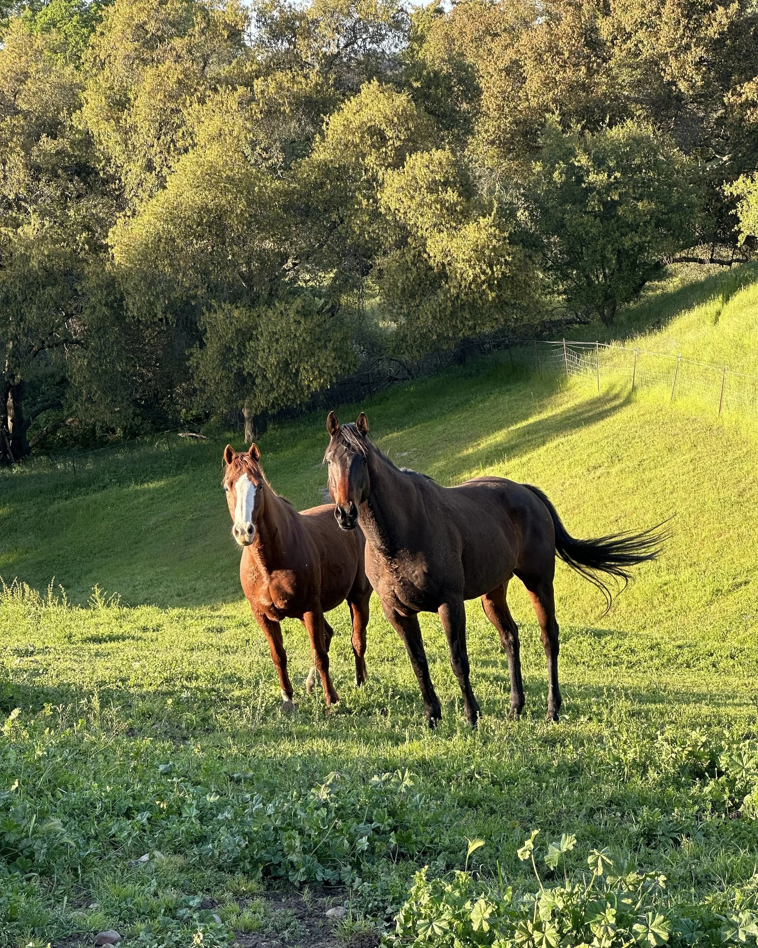 Two horses standing in a green grassy field with trees in the background on a sunny day.
