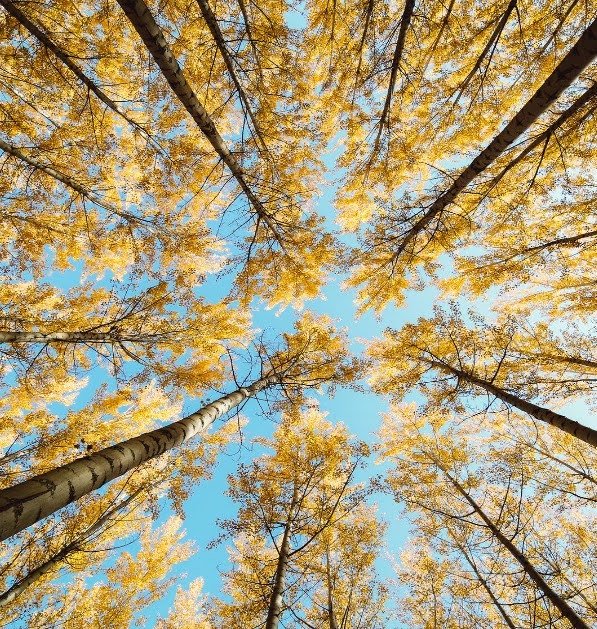 Looking up at tall trees with yellow leaves against a clear blue sky.