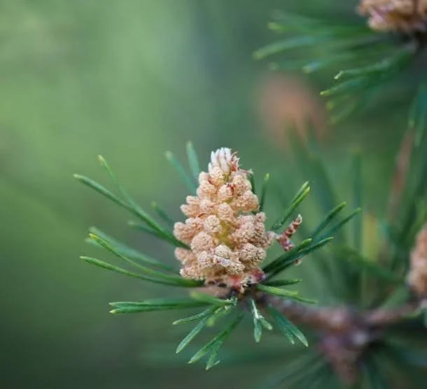 Close-up of a pine tree branch with a new pine cone and green needles.
