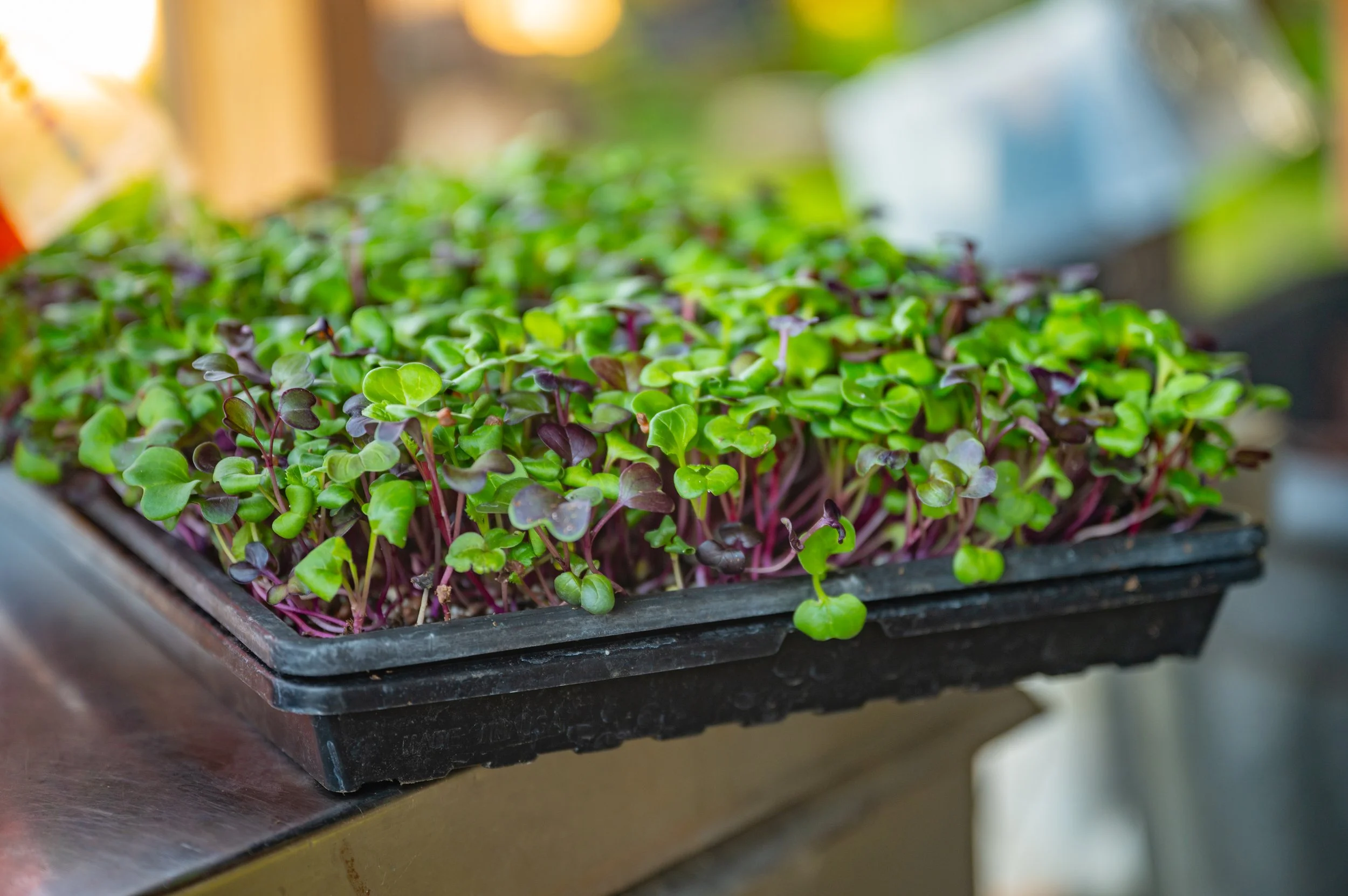 CGF_Harvest_120125-12.jpg