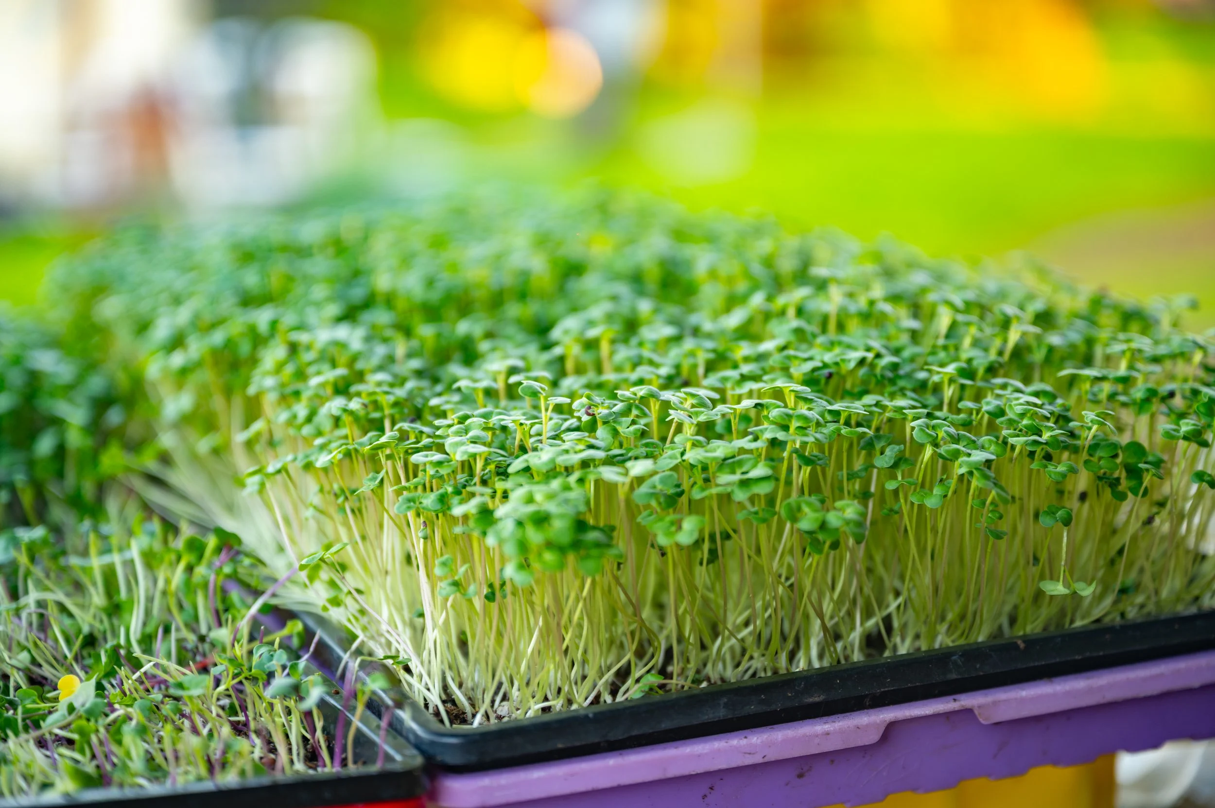 CGF_Harvest_120125-11.jpg