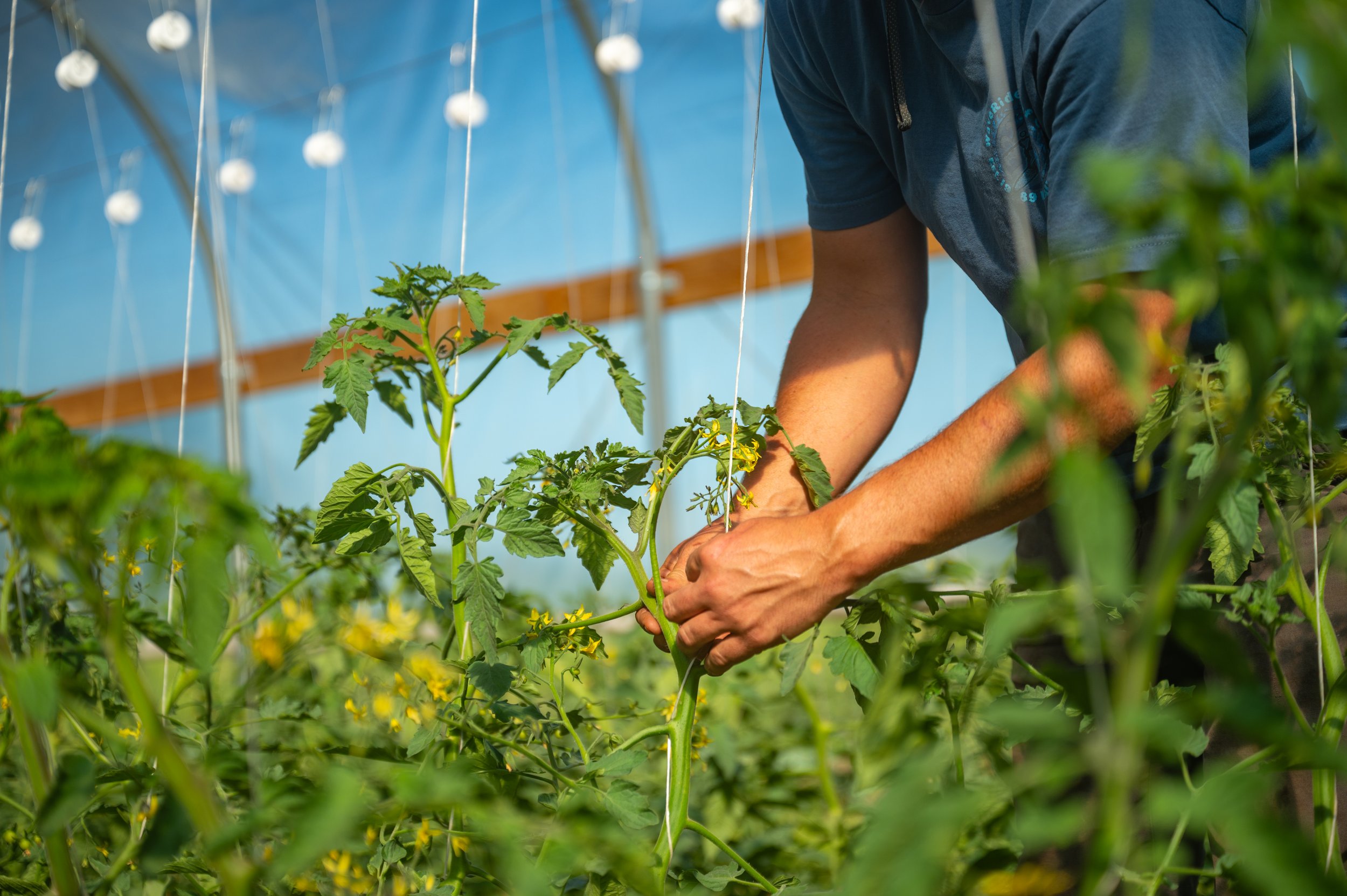 CGF_Tomato_Planting_040526-17.jpg