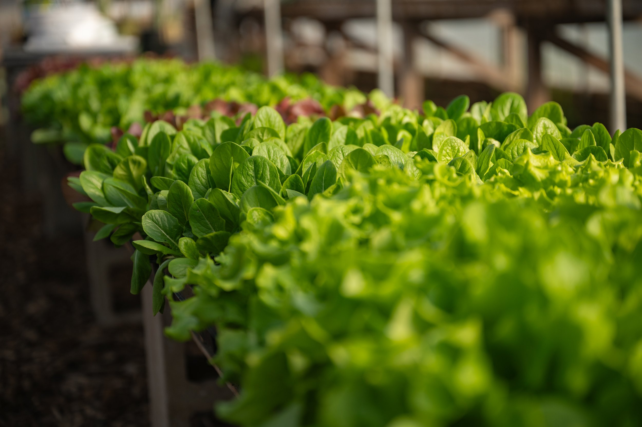 Covering_Ground_Farms_11_13_26-01.jpg