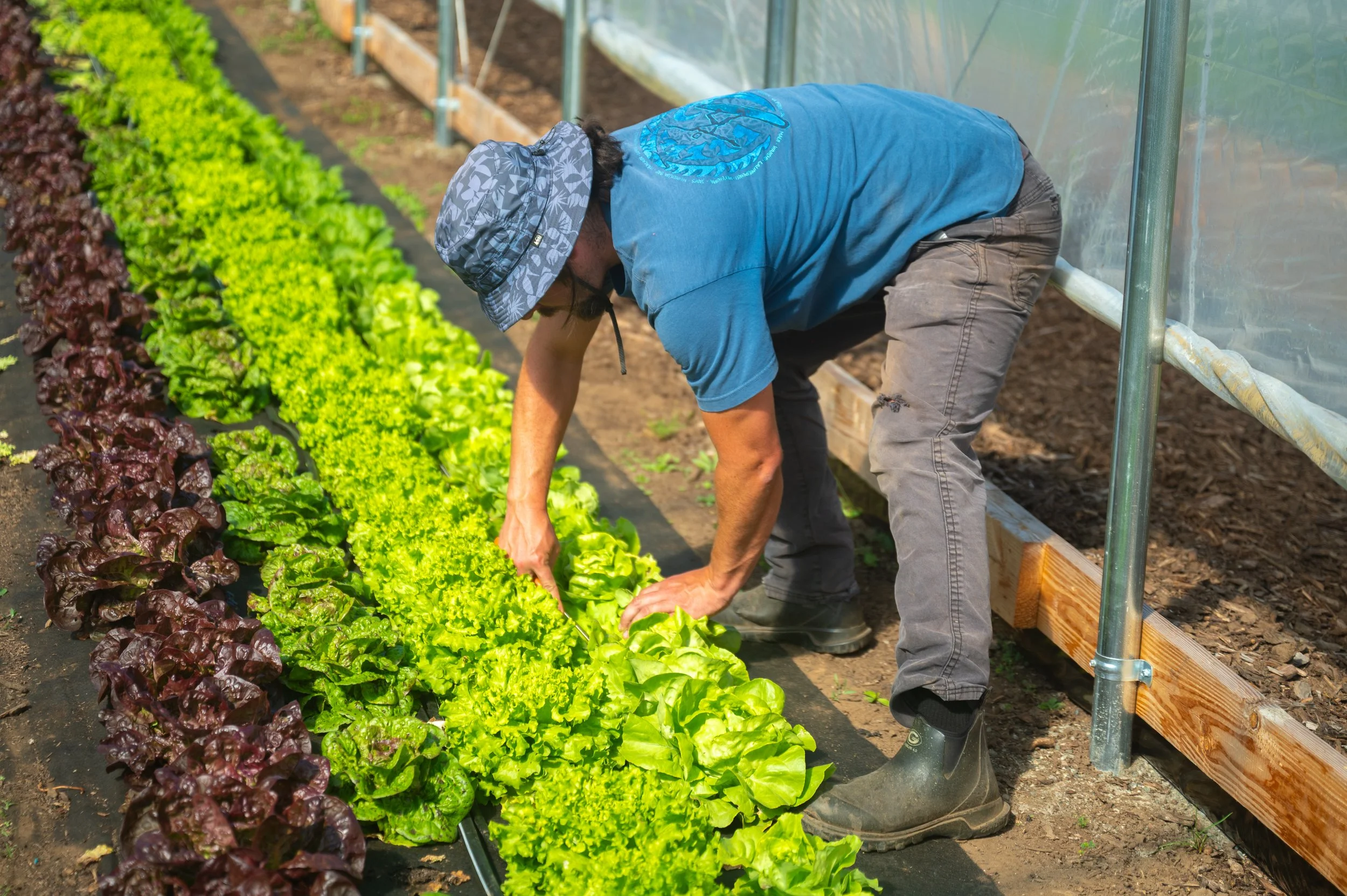 CGF_Tomato_Planting_040526-05.jpg