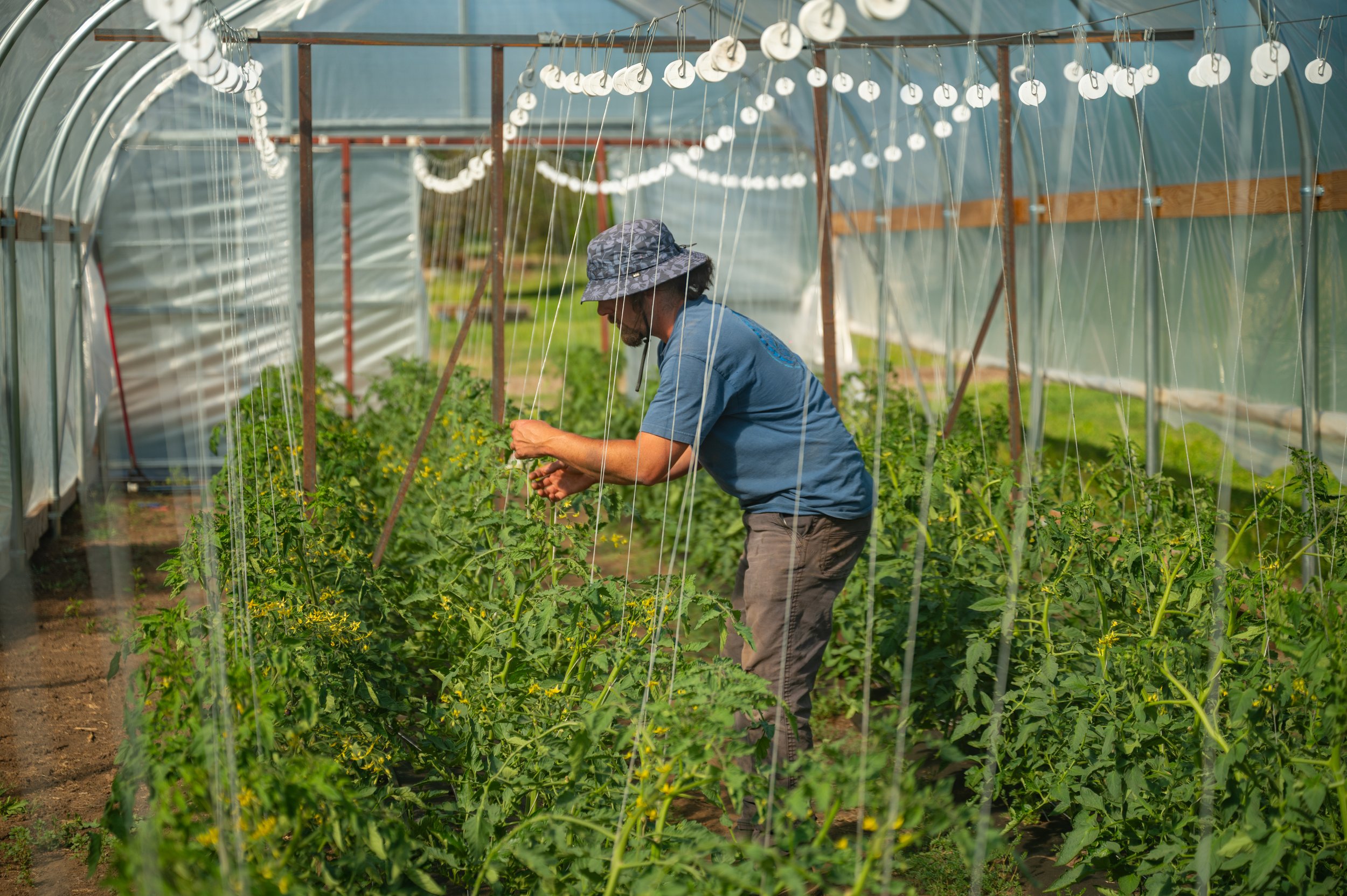CGF_Tomato_Planting_040526-21.jpg