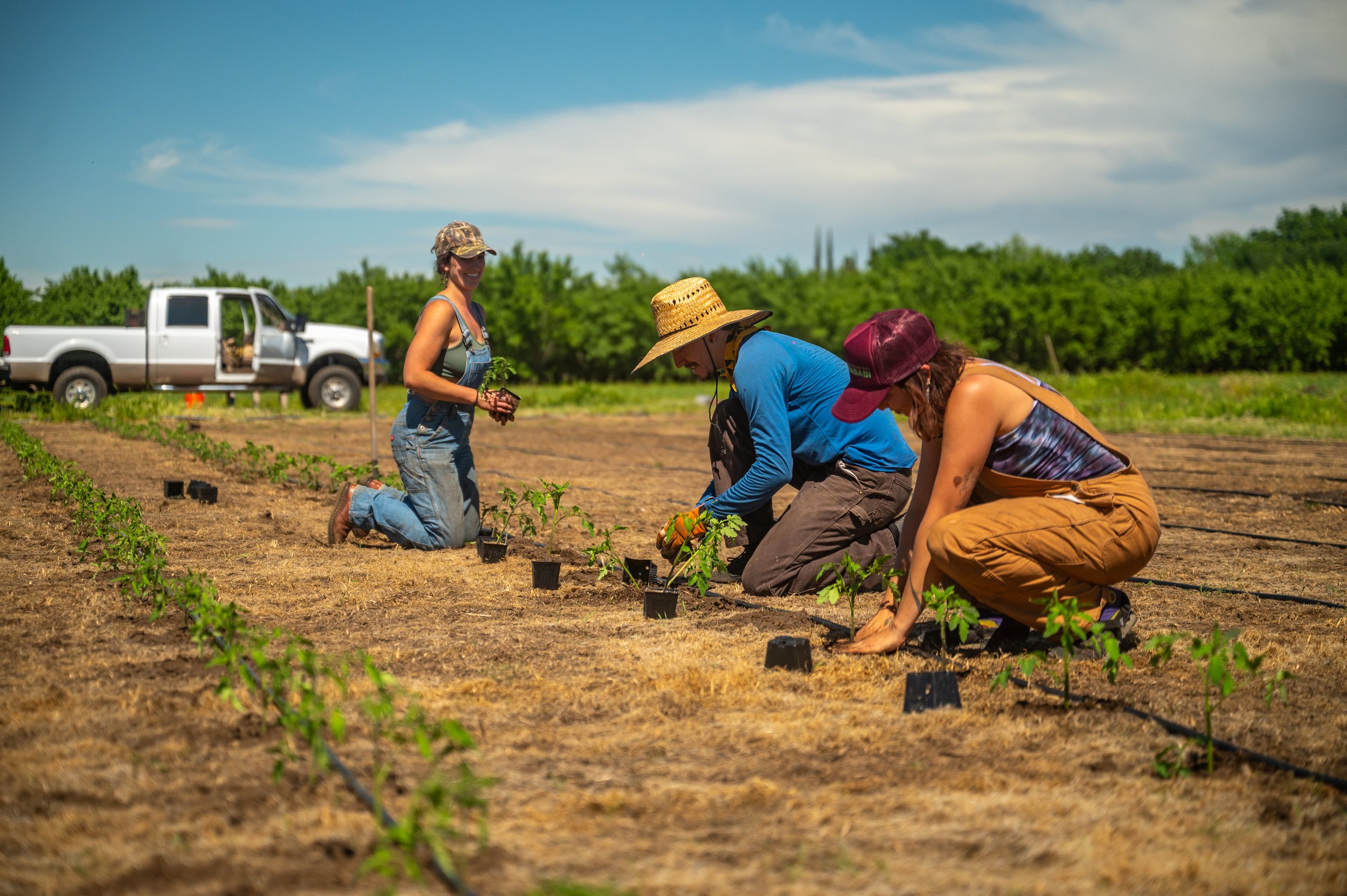 CGF_Tomato_Planting_040526-61.jpg