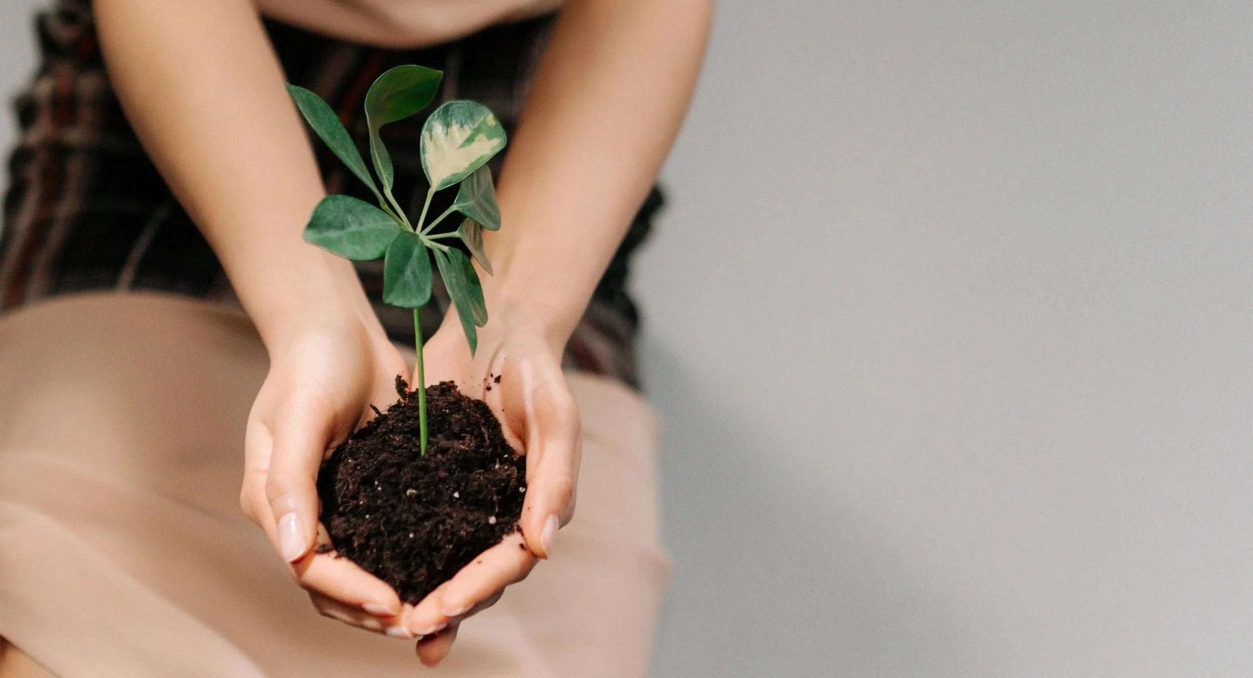 Someone holding a small plant with green leaves in a mound of dark soil
