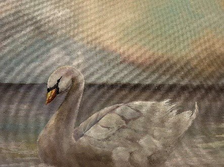 swan.jpg