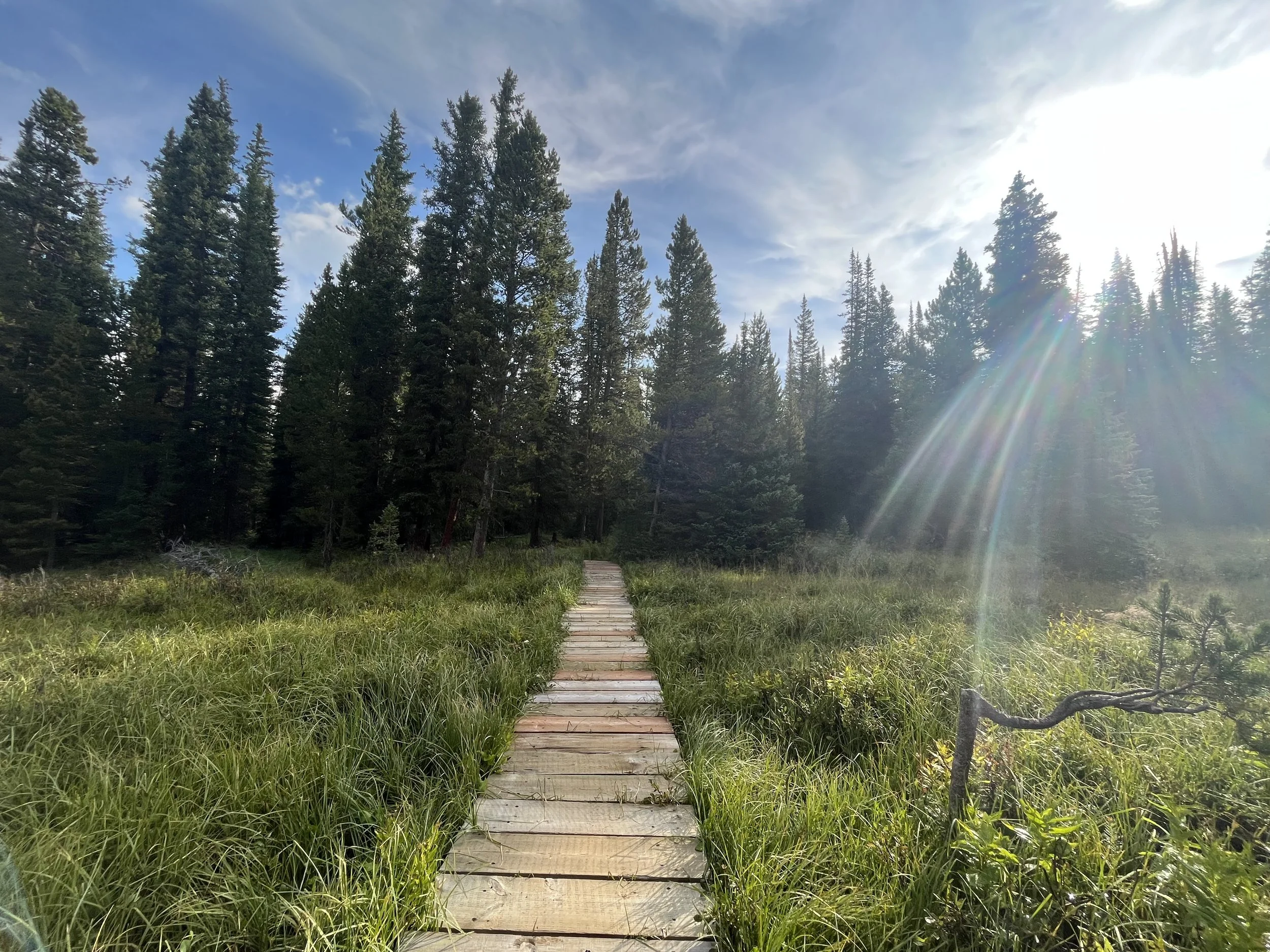 A wooden pathway through a grassy meadow leading into a dense forest of tall pine trees with a partly cloudy blue sky above and sunlight creating lens flare.