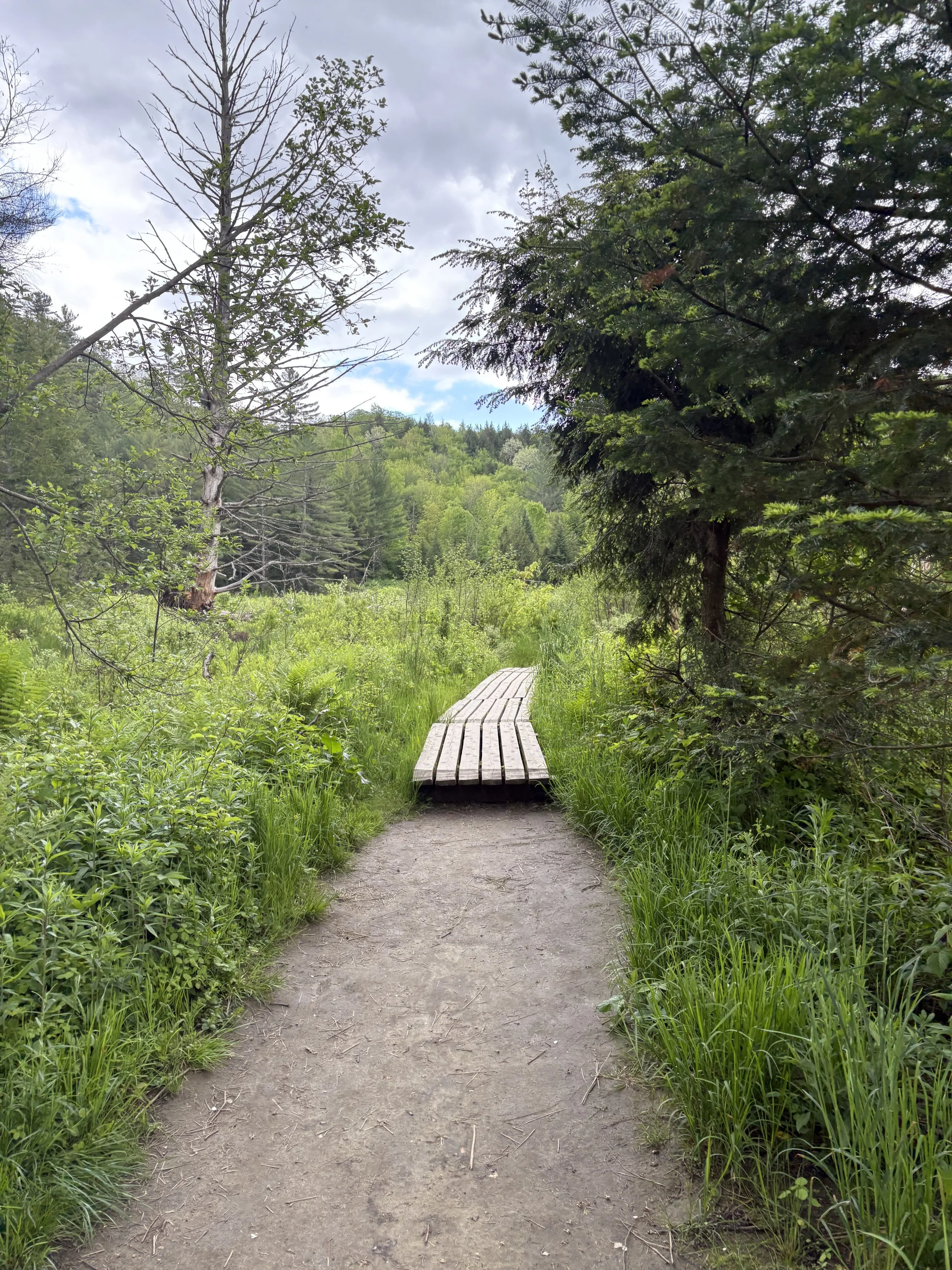 Acupuncture for Spring Allergies in Longmont, Colorado: Natural Relief That Works