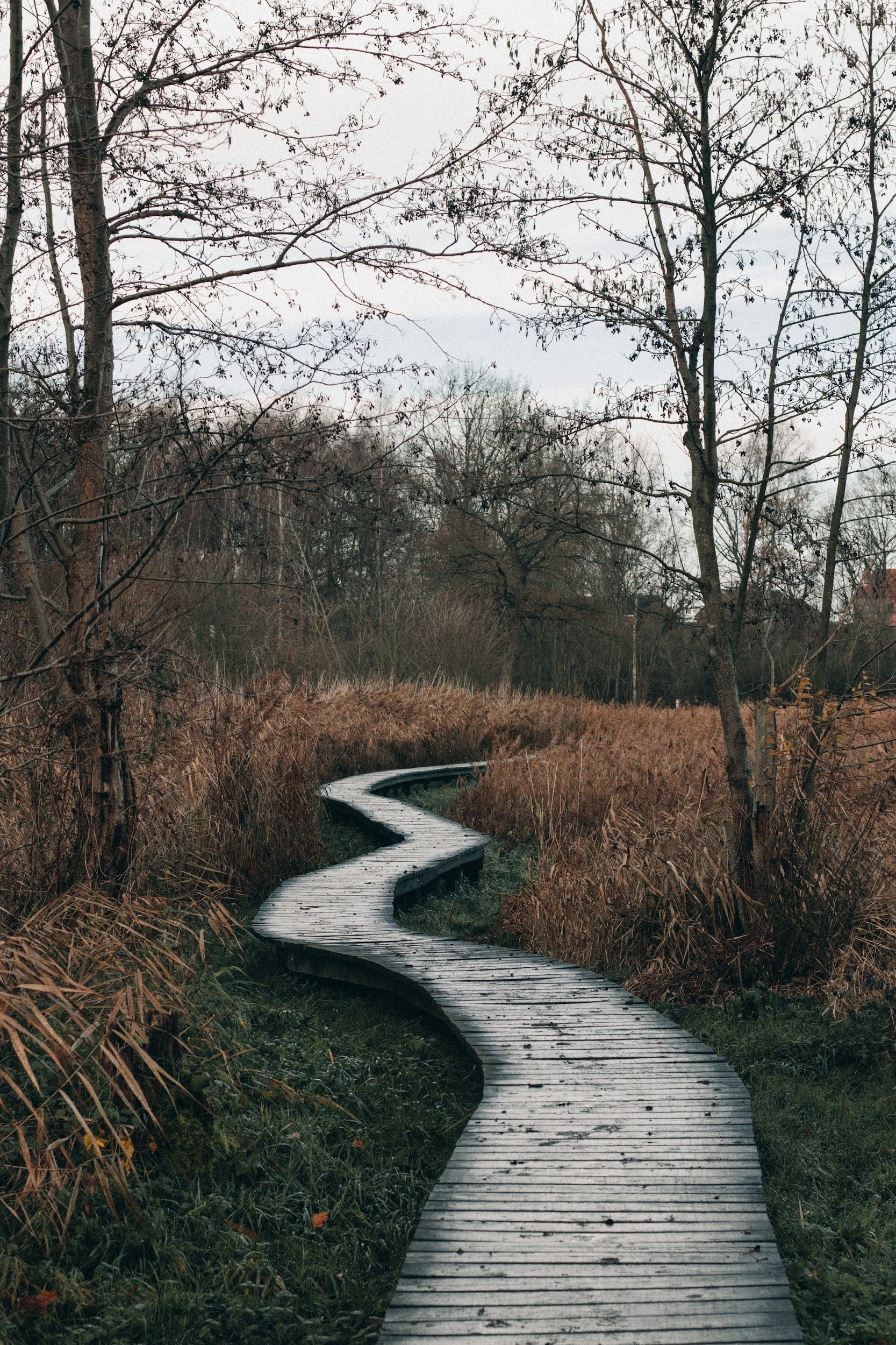 A winding wooden boardwalk through a wetland area with brown reeds and leafless trees under an overcast sky.