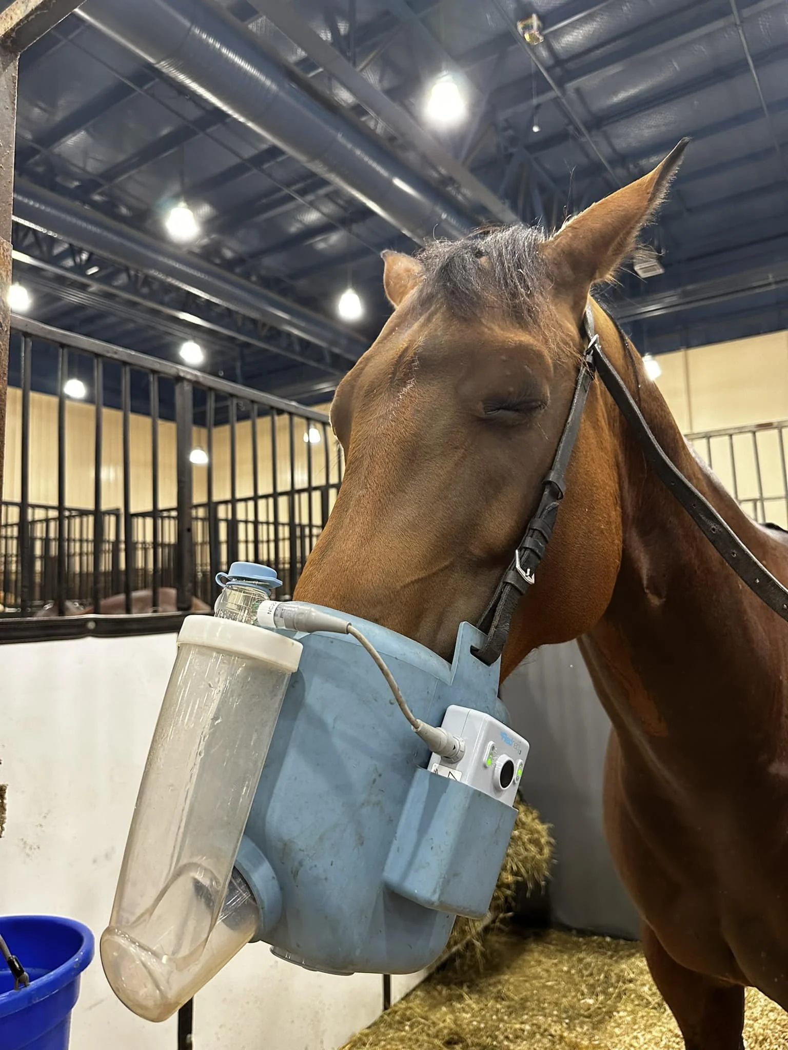 A brown horse standing inside a stable, with a medical device or oxygen therapy equipment attached to its neck, and a stall with bars in the background.