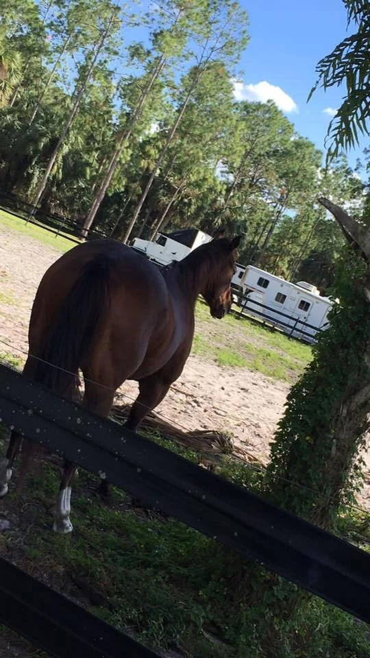 A brown horse facing away, standing behind a black fence, with trees and horse trailers in the background on a sunny day.