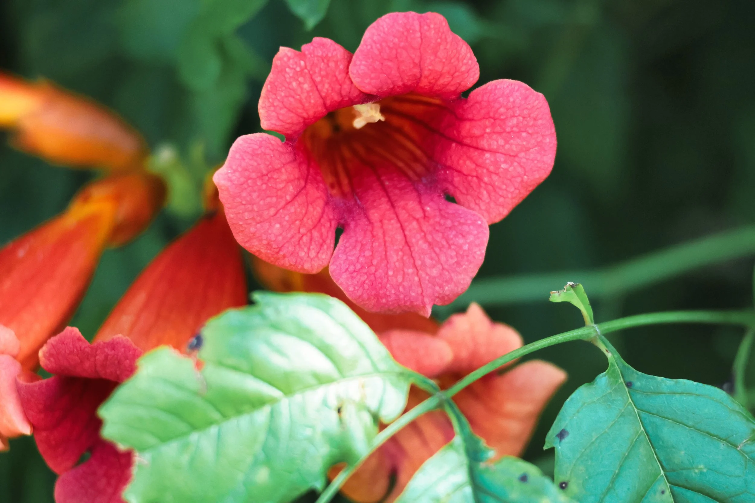 Beautiful Print of a Honeysuckle