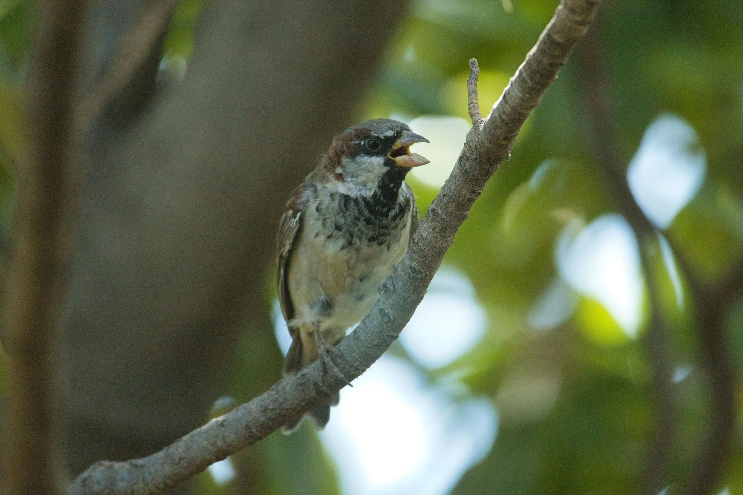 Small Brown Finch Singing his song