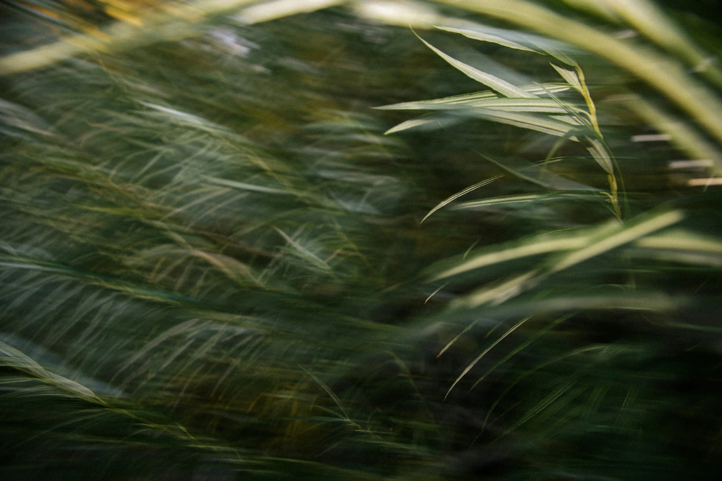 Close-up of green grass blades with some yellow streaks, creating a textured, natural pattern.