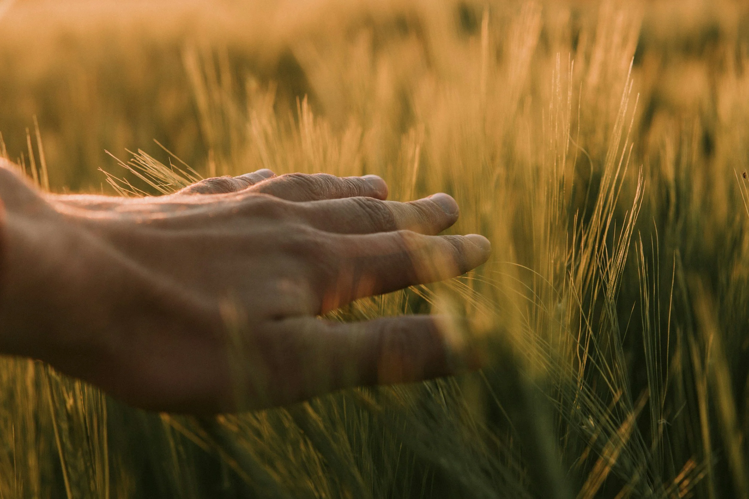 Close-up of a hand reaching out to touch tall grass or wheat in a field during sunset or sunrise.