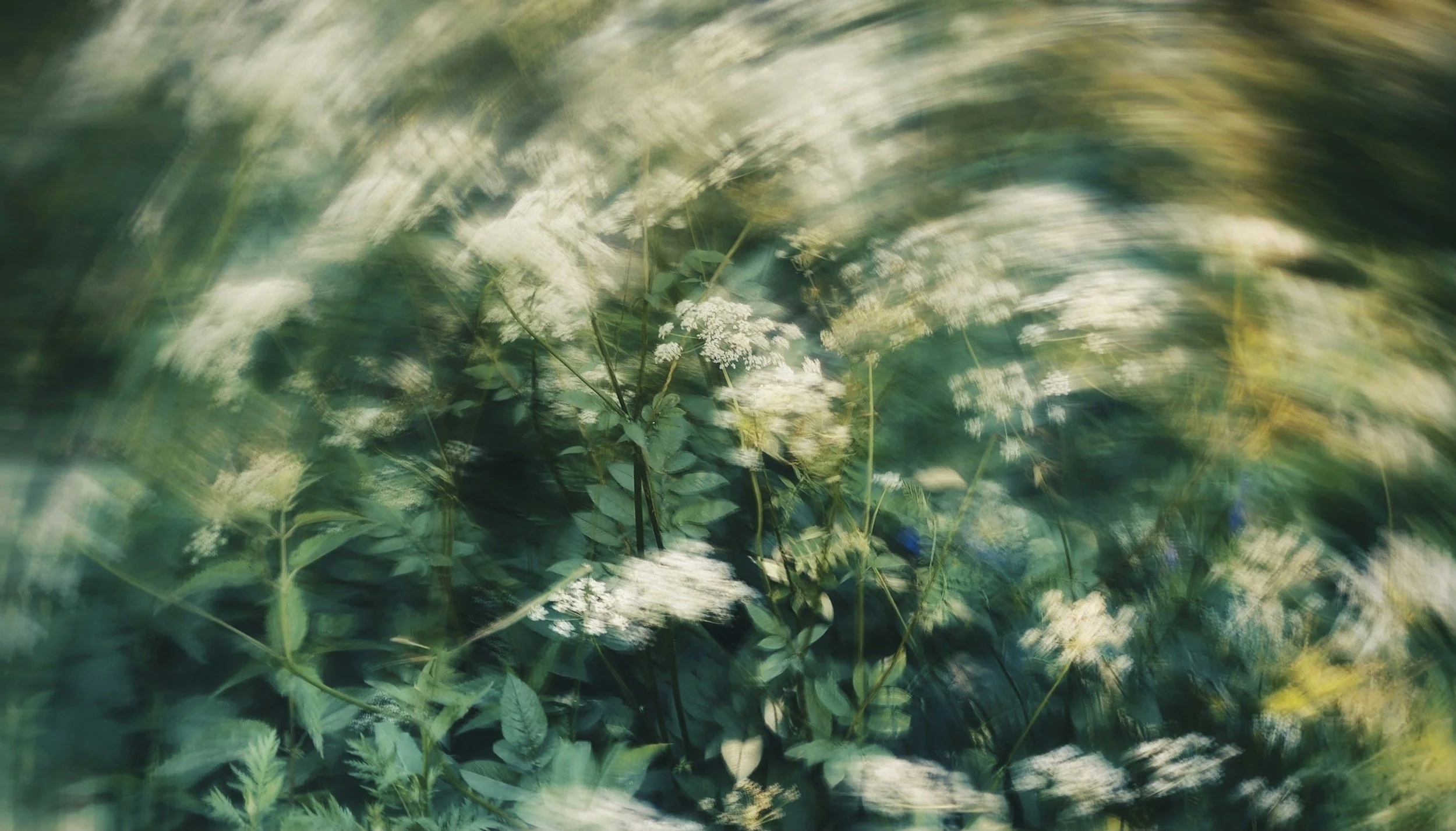 Blurred image of green foliage and white flowers.