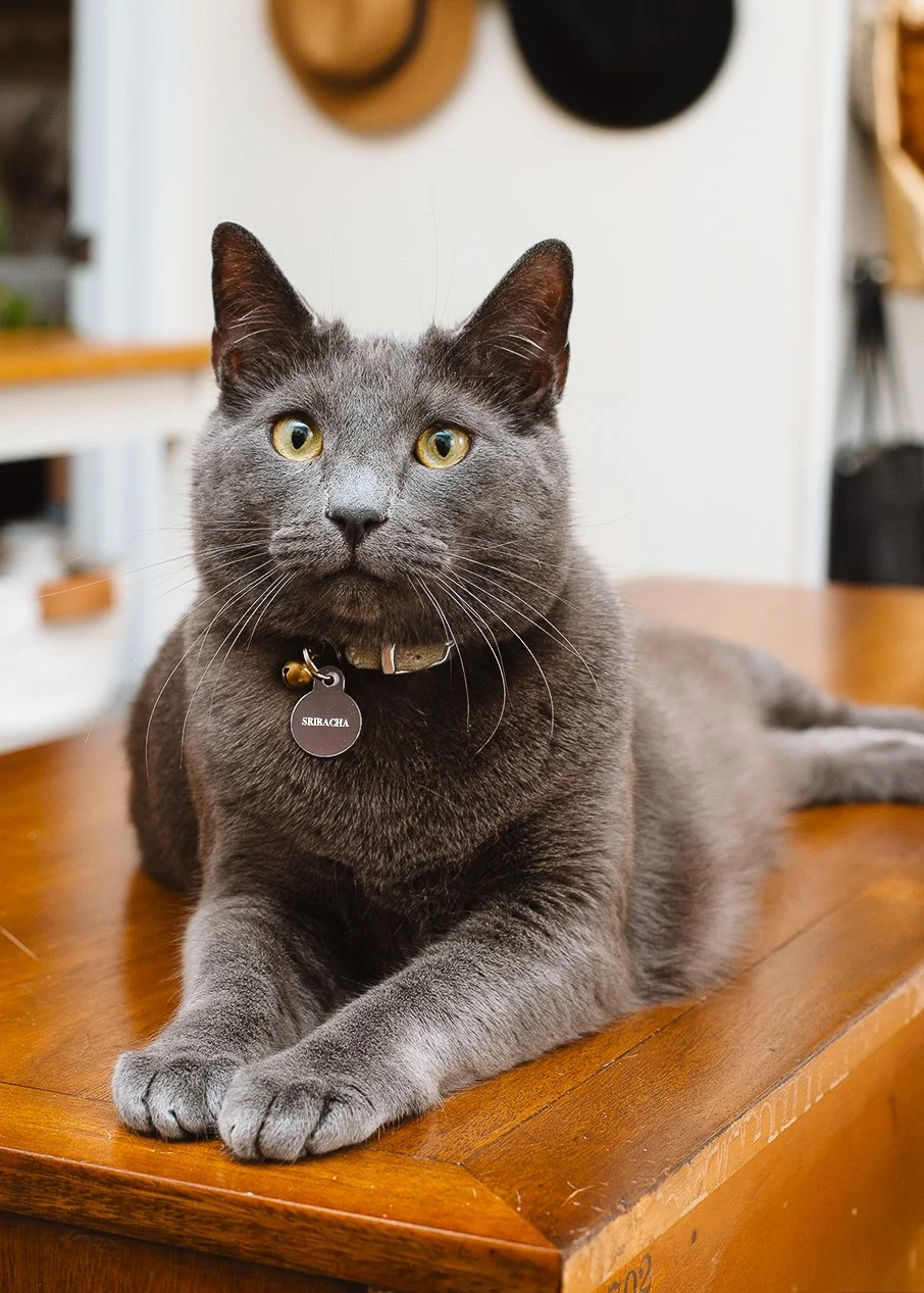 A gray cat with yellow eyes lying on a wooden surface, wearing a collar with a tag labeled Sriracha.