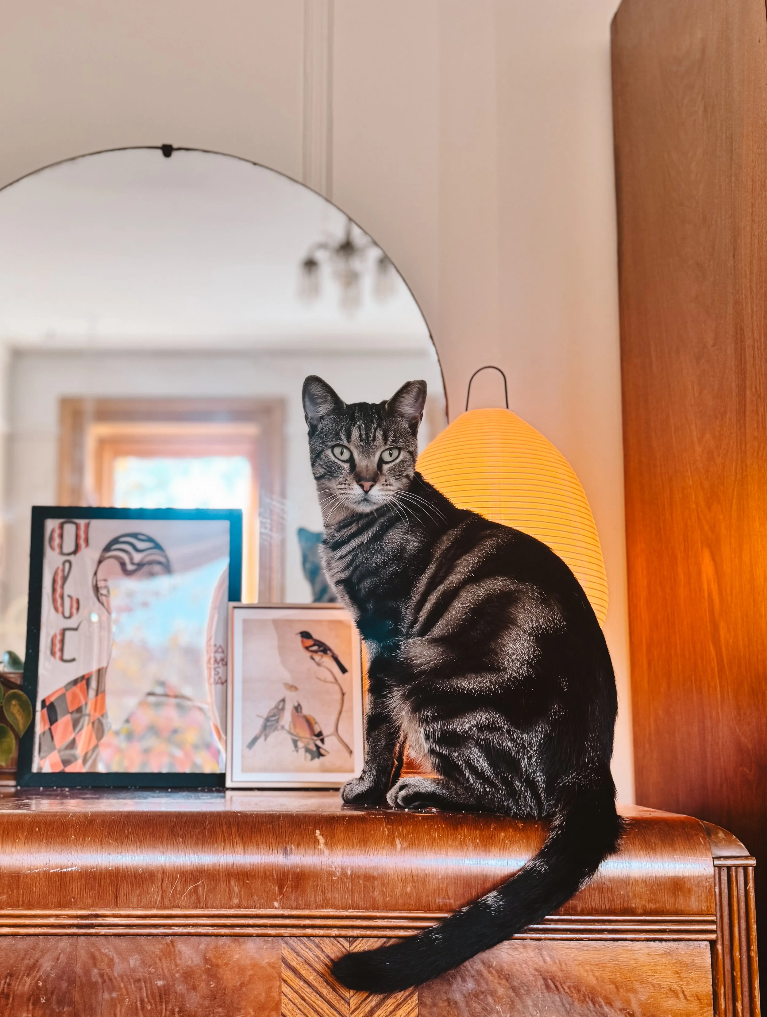 A black and gray tabby cat with green eyes sitting on a polished wooden cabinet inside a home. There is a tall orange paper lamp beside the cat, and behind it are framed artwork and a window.