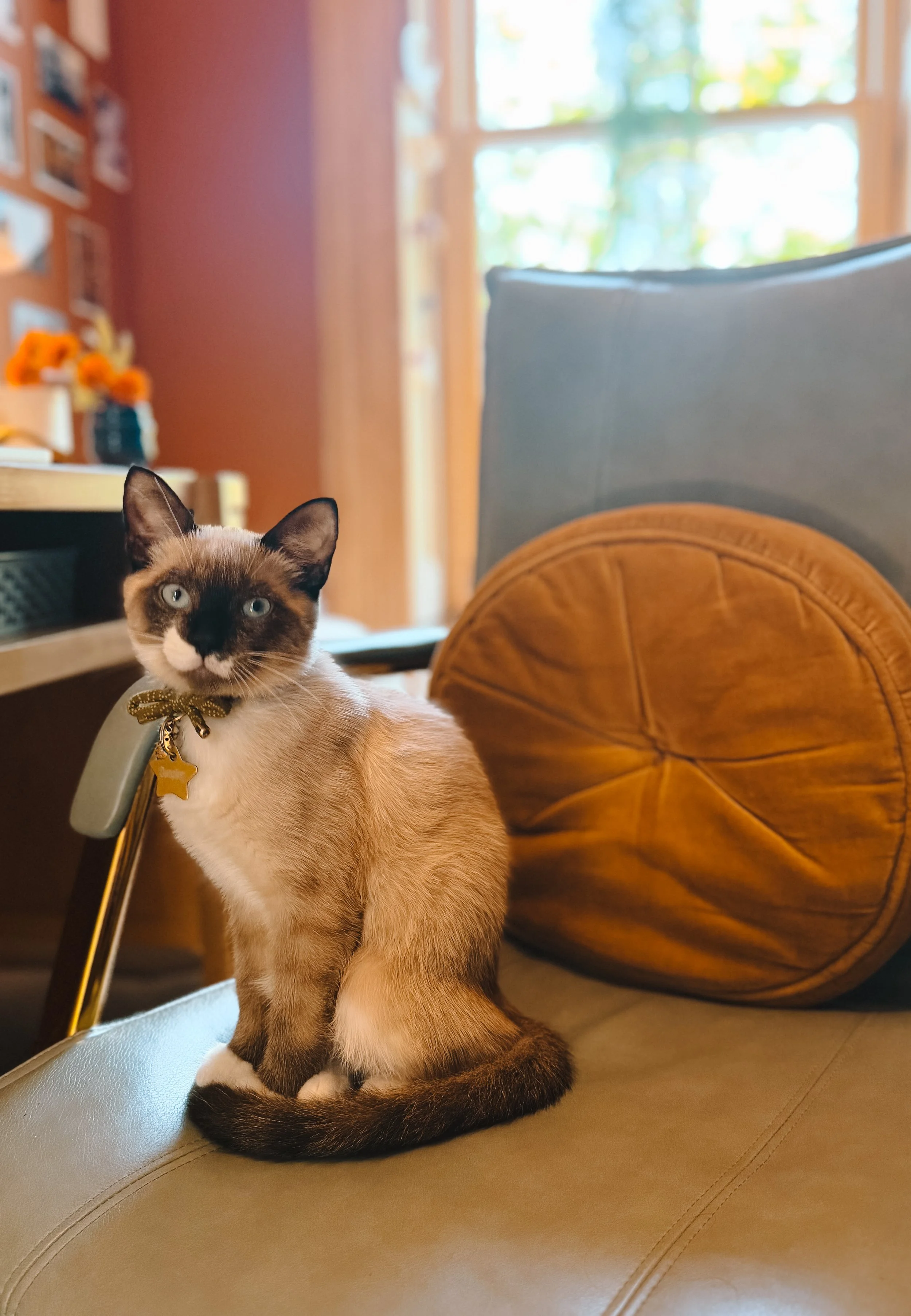 A Siamese cat sitting on a light-colored leather chair in a cozy living room, with a blurred background of a window, a gray cushion, and a wooden side table with orange flowers.