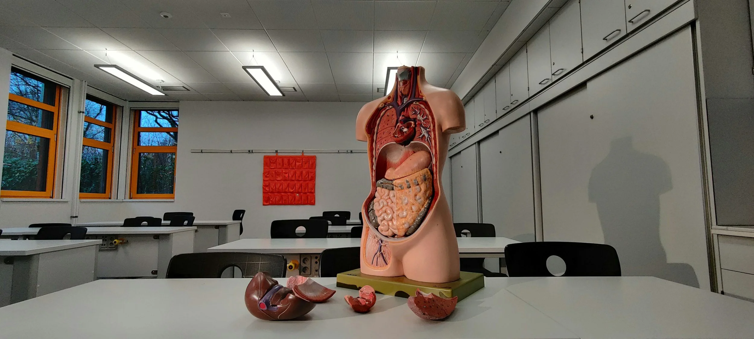 An anatomical model of the human torso showing internal organs, placed on a classroom table. Several organs are disassembled and laid out in front of the model. The classroom has white walls, large windows with orange frames, and a red wall hanging.