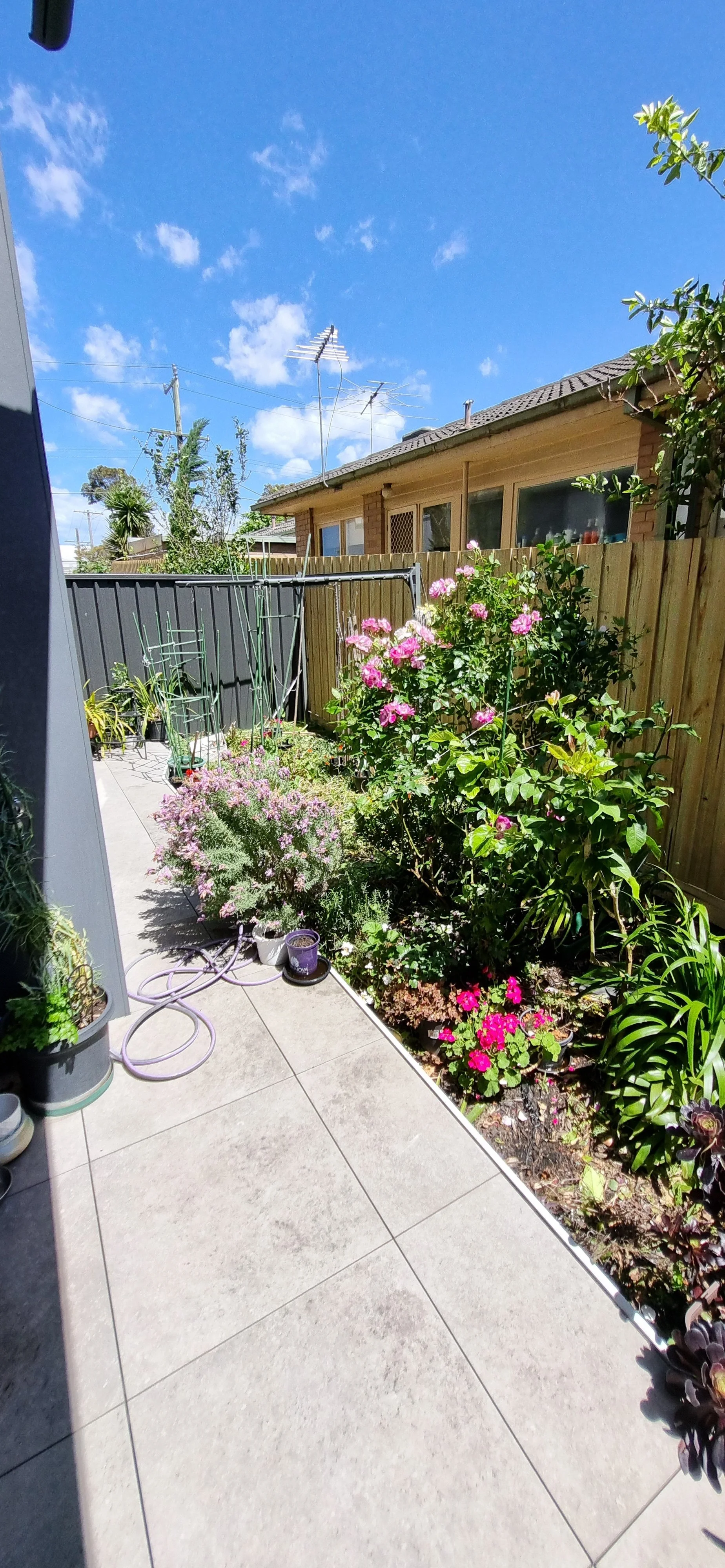 Overgrown area next to patio