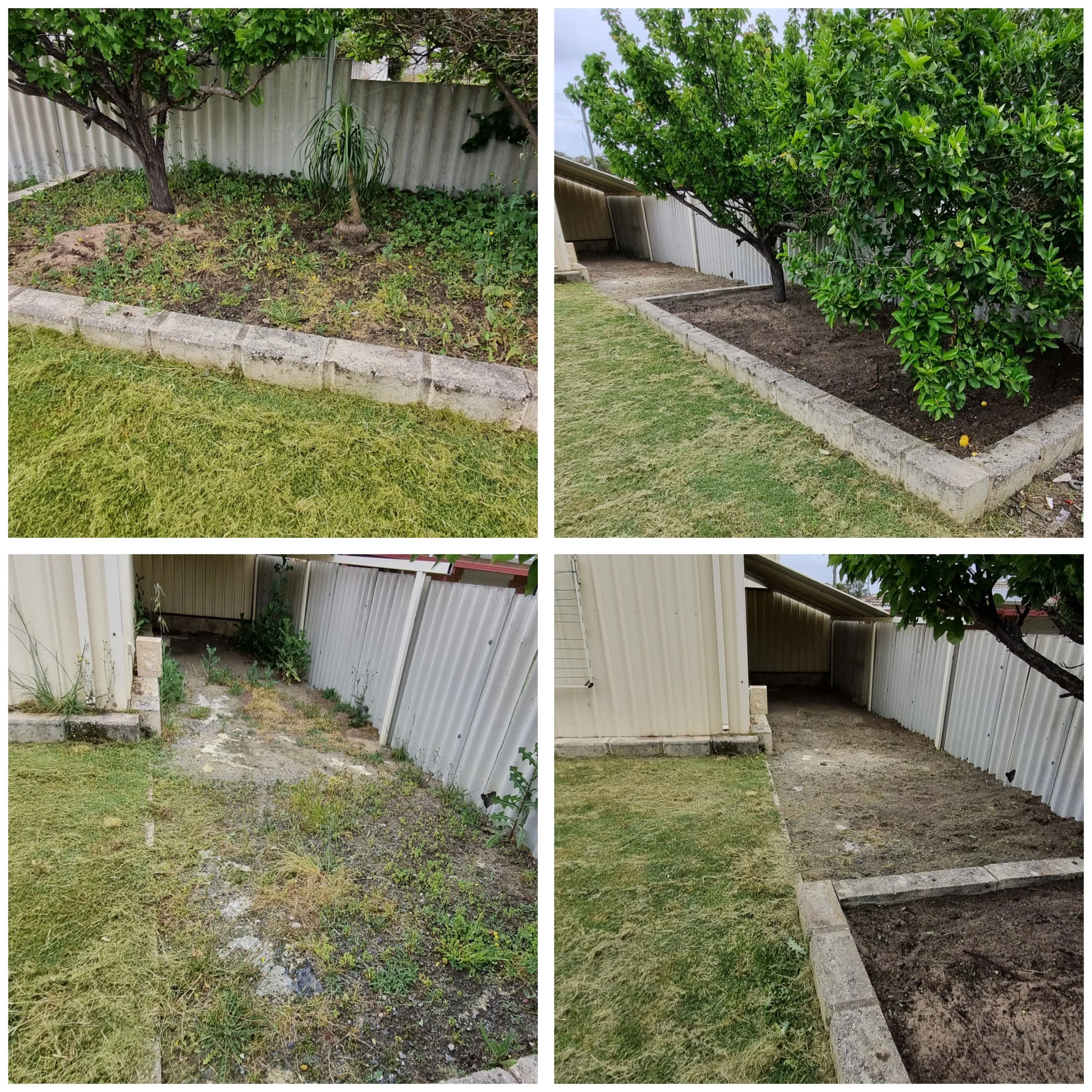 Comparison of two garden areas with trees and raised beds, showing overgrown weeds and weeds removed, with a trim and tidy appearance after cleanup.