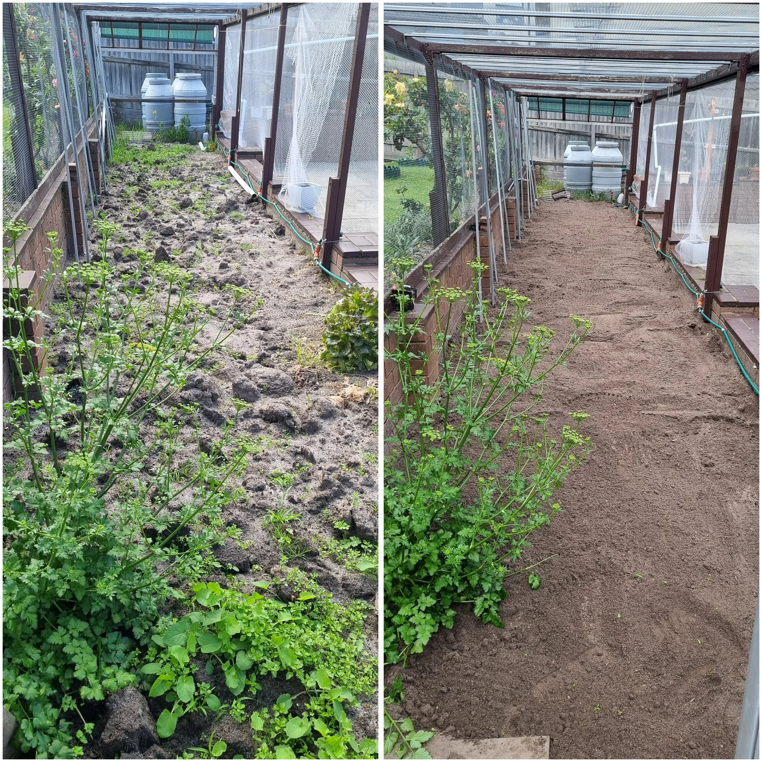 Side-by-side images of a greenhouse with a garden bed. The left image shows the garden bed with green plants and weeds, and the soil is uneven. The right image shows the same bed after weed removal and leveling of the soil.