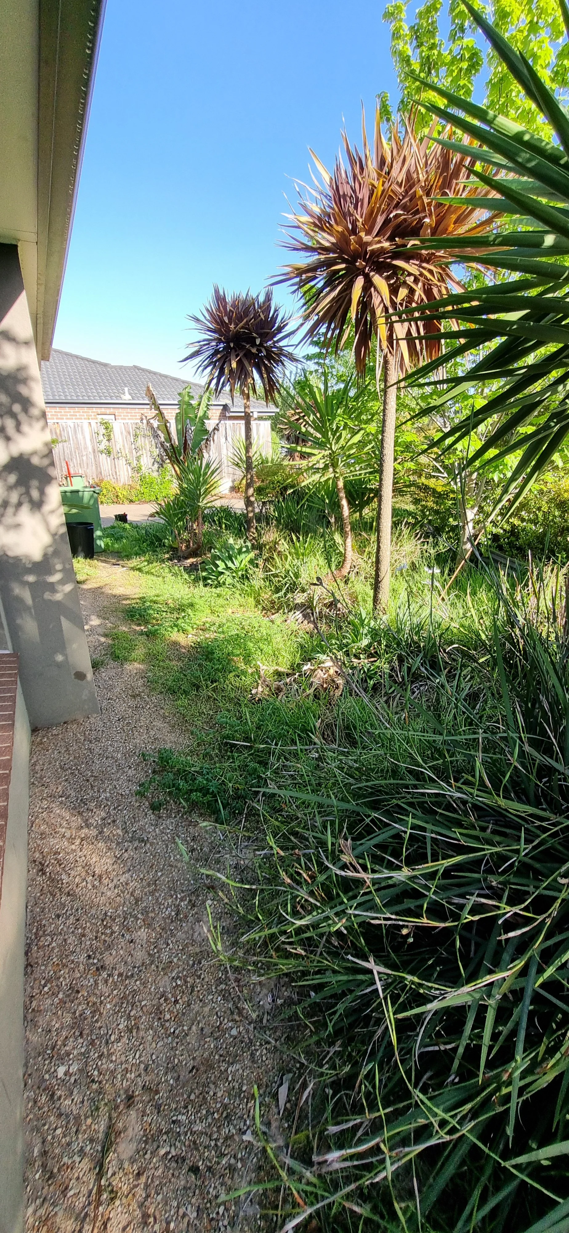 Overgrown garden