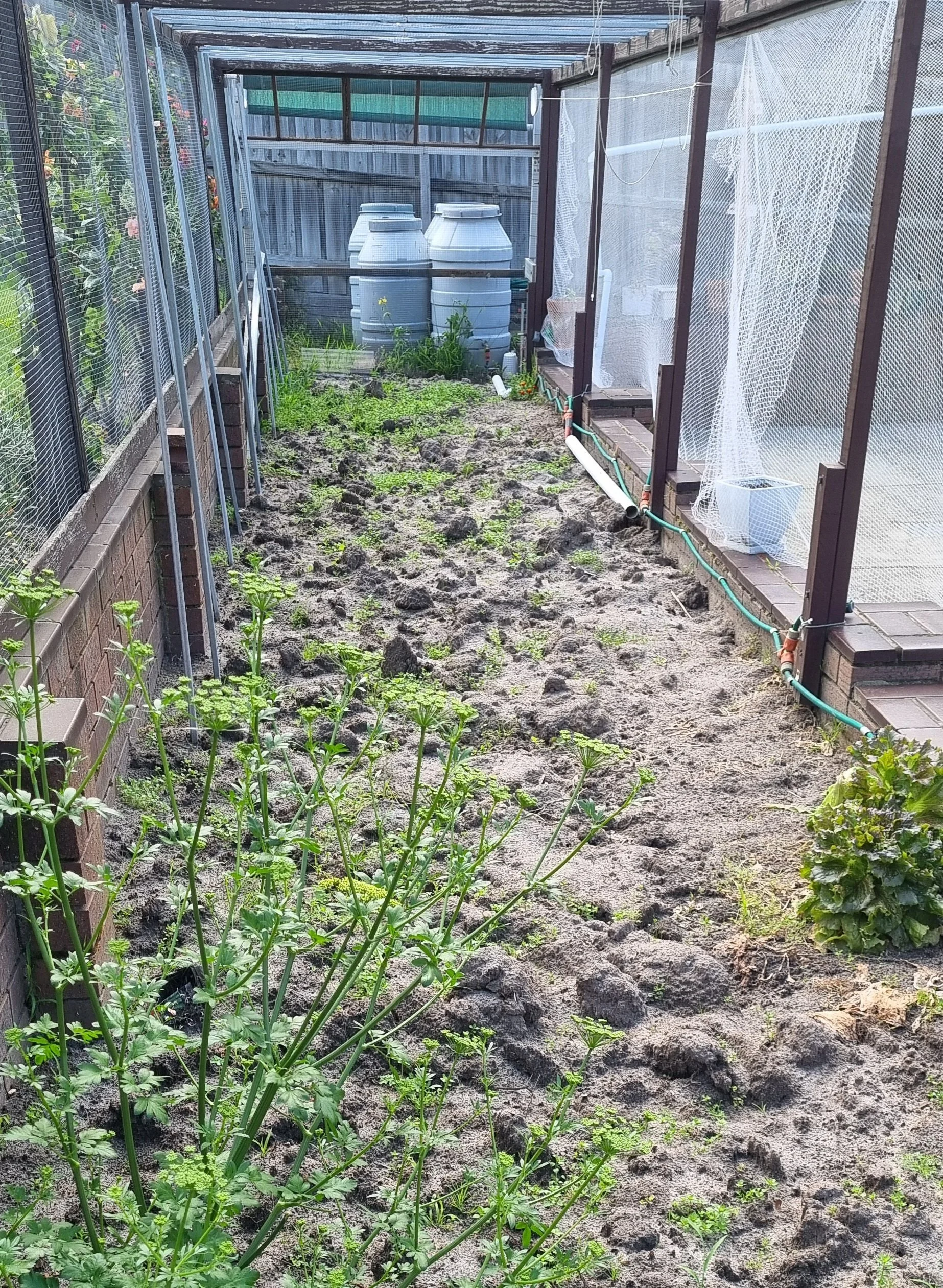 Garden bed weeds