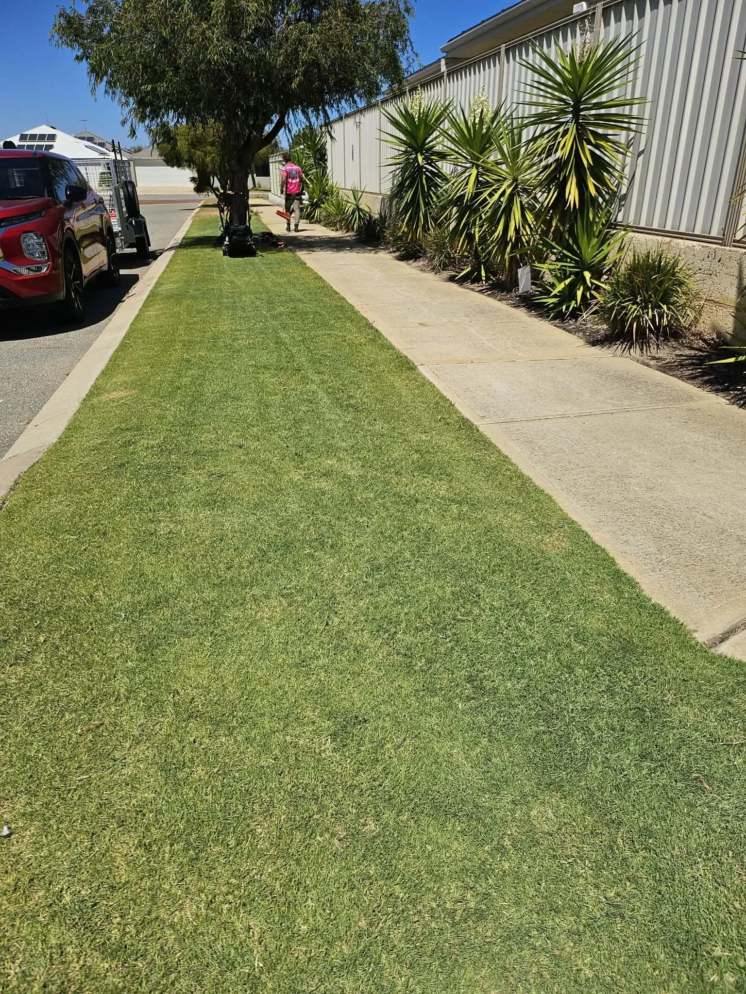 A person in a pink shirt with Aremma.com.au written on it walking on a sidewalk beside a row of tall green plants, with parked cars on the street and a white fence in the background, under a clear blue sky. The lawn has been freshly cut,