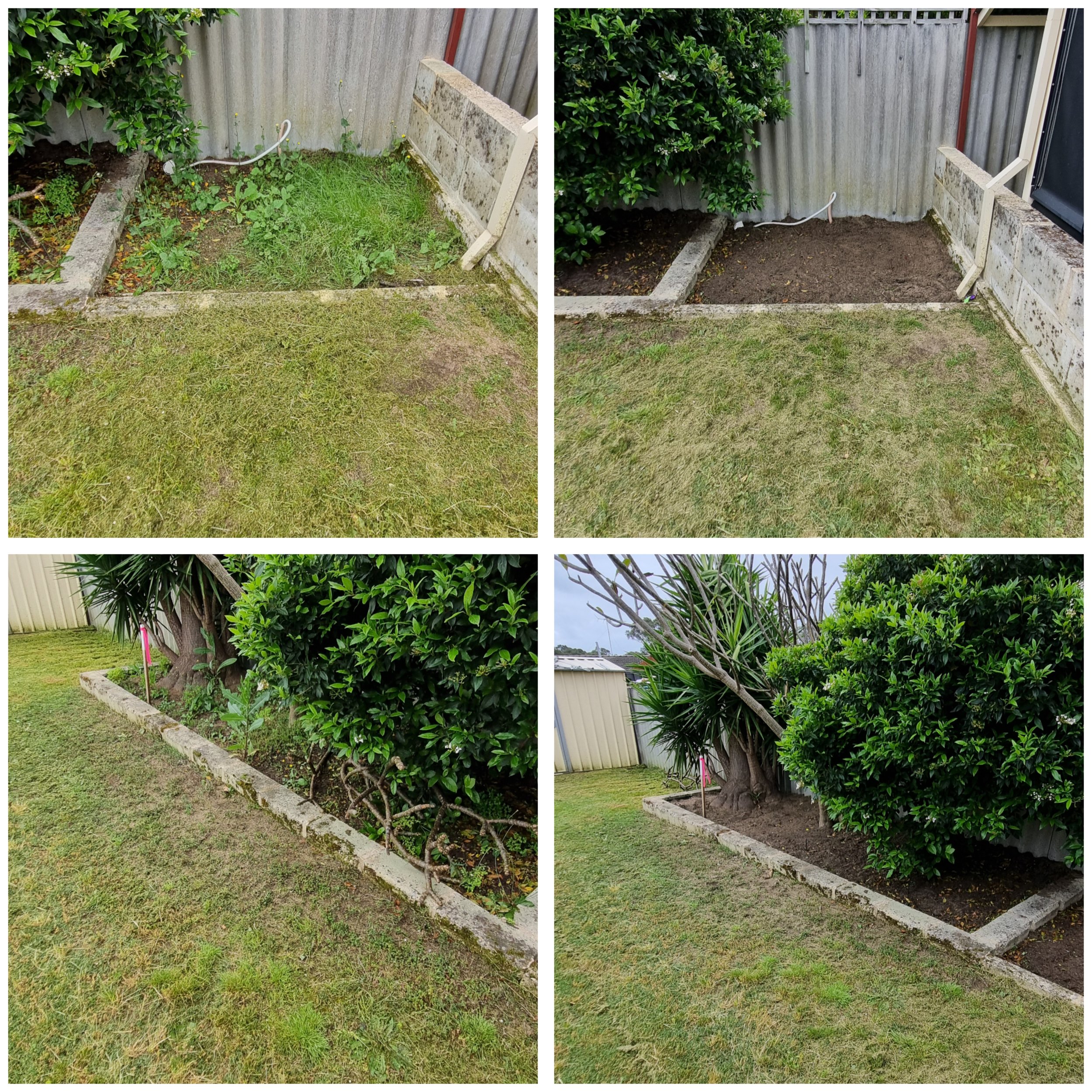 Comparison of a garden bed before and after being cleared, with the left showing overgrown plants and grass, and the right showing cleared soil, surrounded by a concrete border, with a bush and fence in the background.