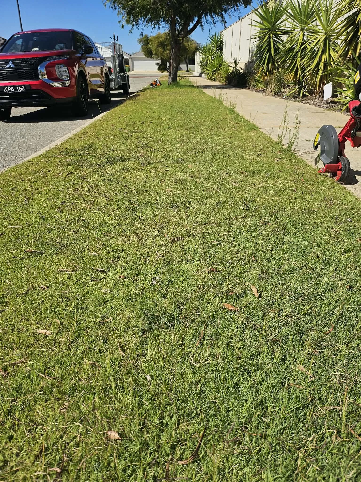 Overgrown Lawn