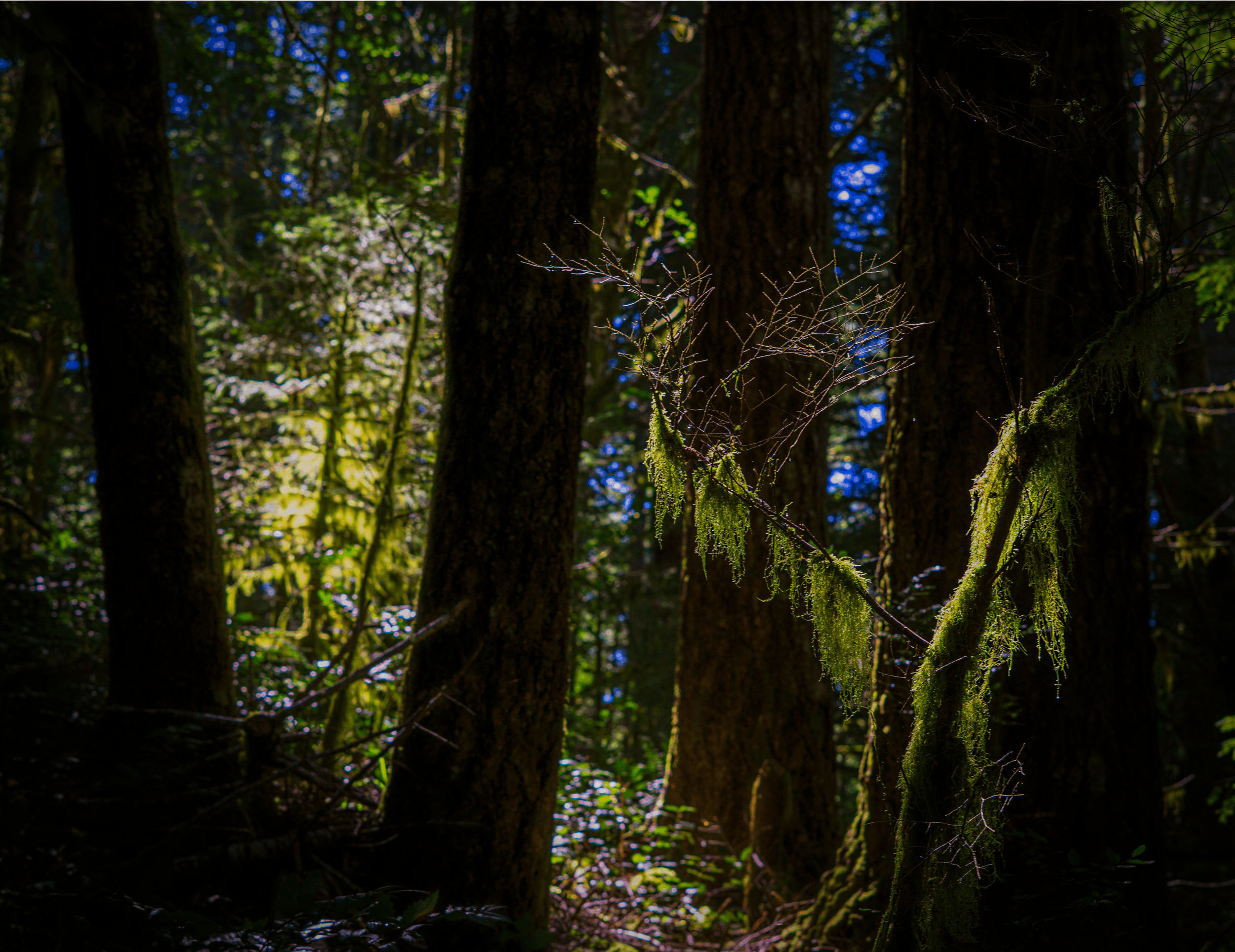 A dense forest scene with tall trees, moss-covered branches, and dappled sunlight filtering through the foliage.