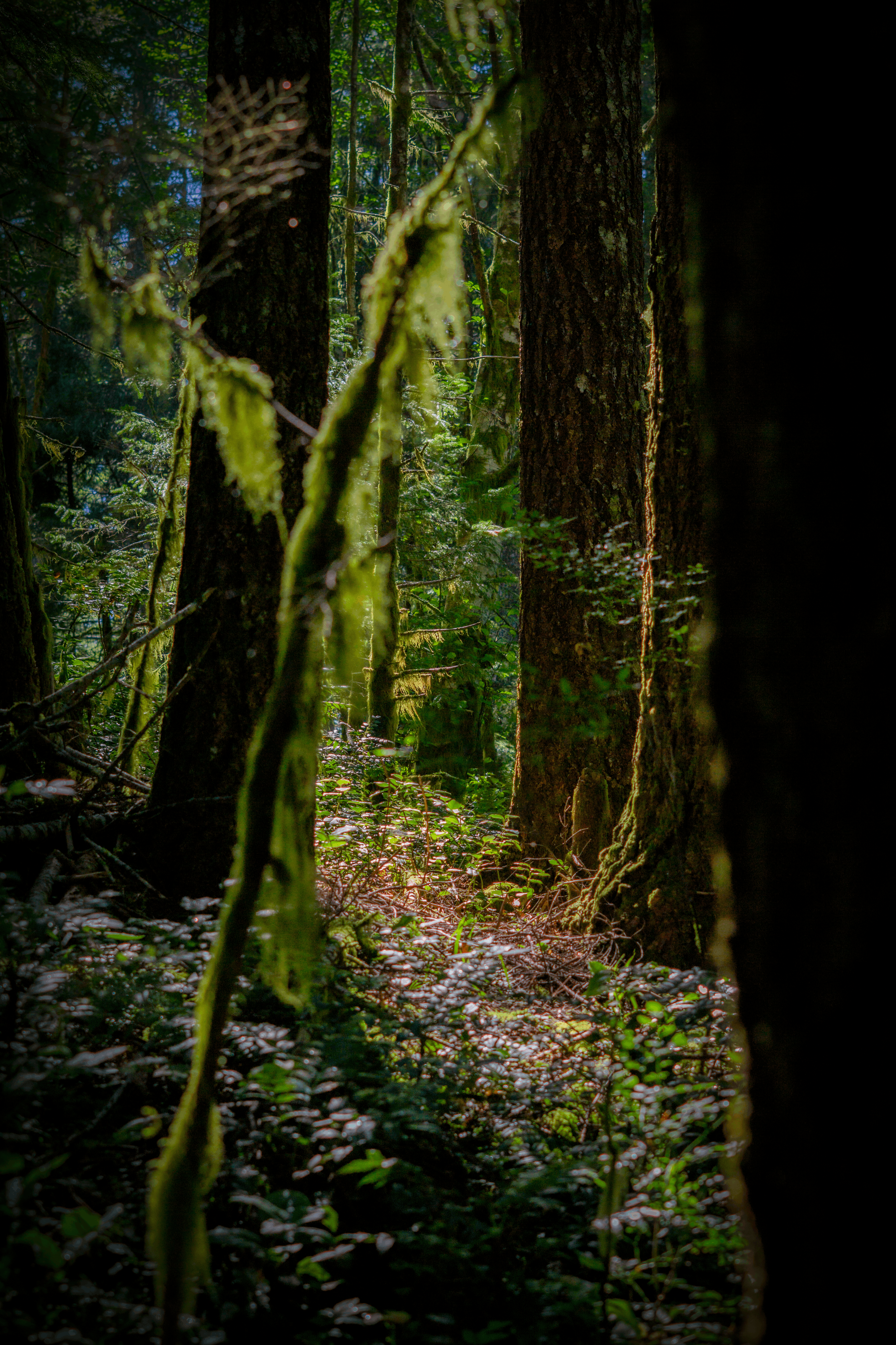 A dense forest scene with tall tree trunks covered in moss, sun filtering through the foliage, and a mossy, leafy forest floor.