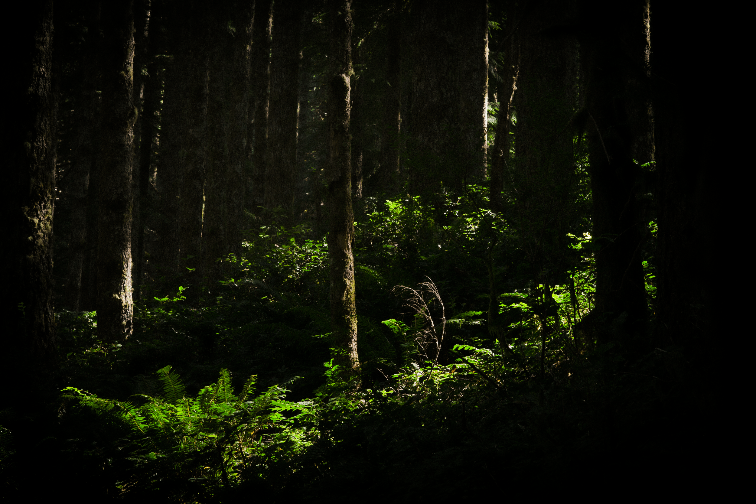 A dense forest scene with tall trees and green undergrowth, with sunlight filtering through the canopy.