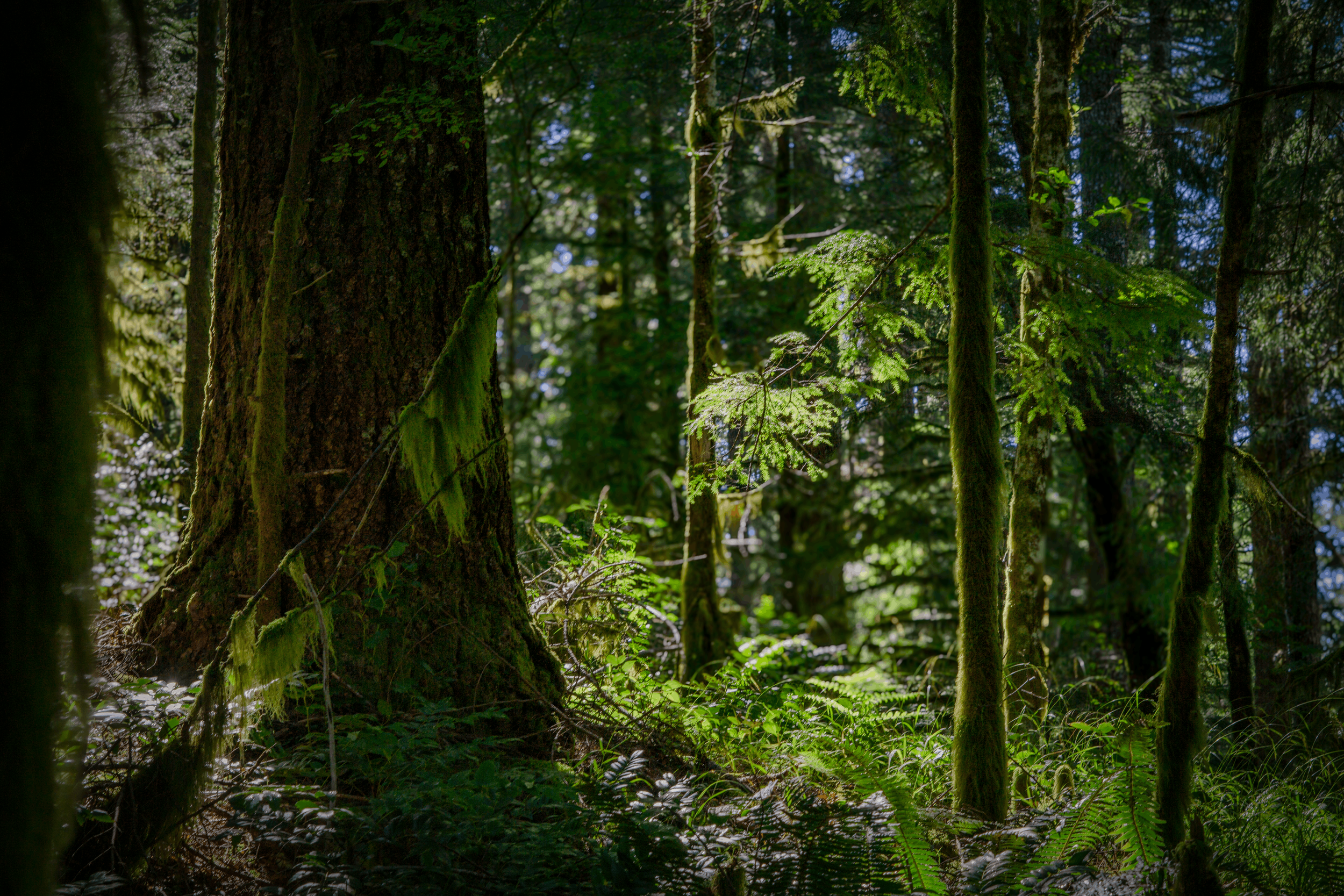 A dense forest scene with tall trees covered in moss and ferns, sunlight filtering through the foliage.
