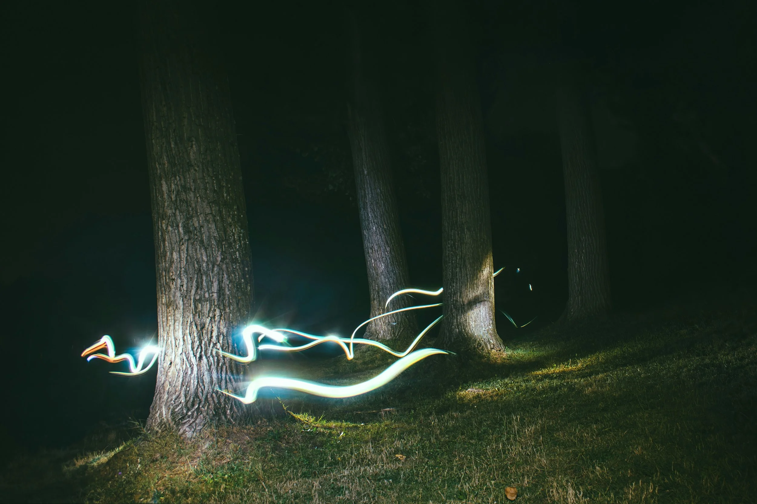 Nighttime photo of trees in a park illuminated by light trails from long exposure photography.