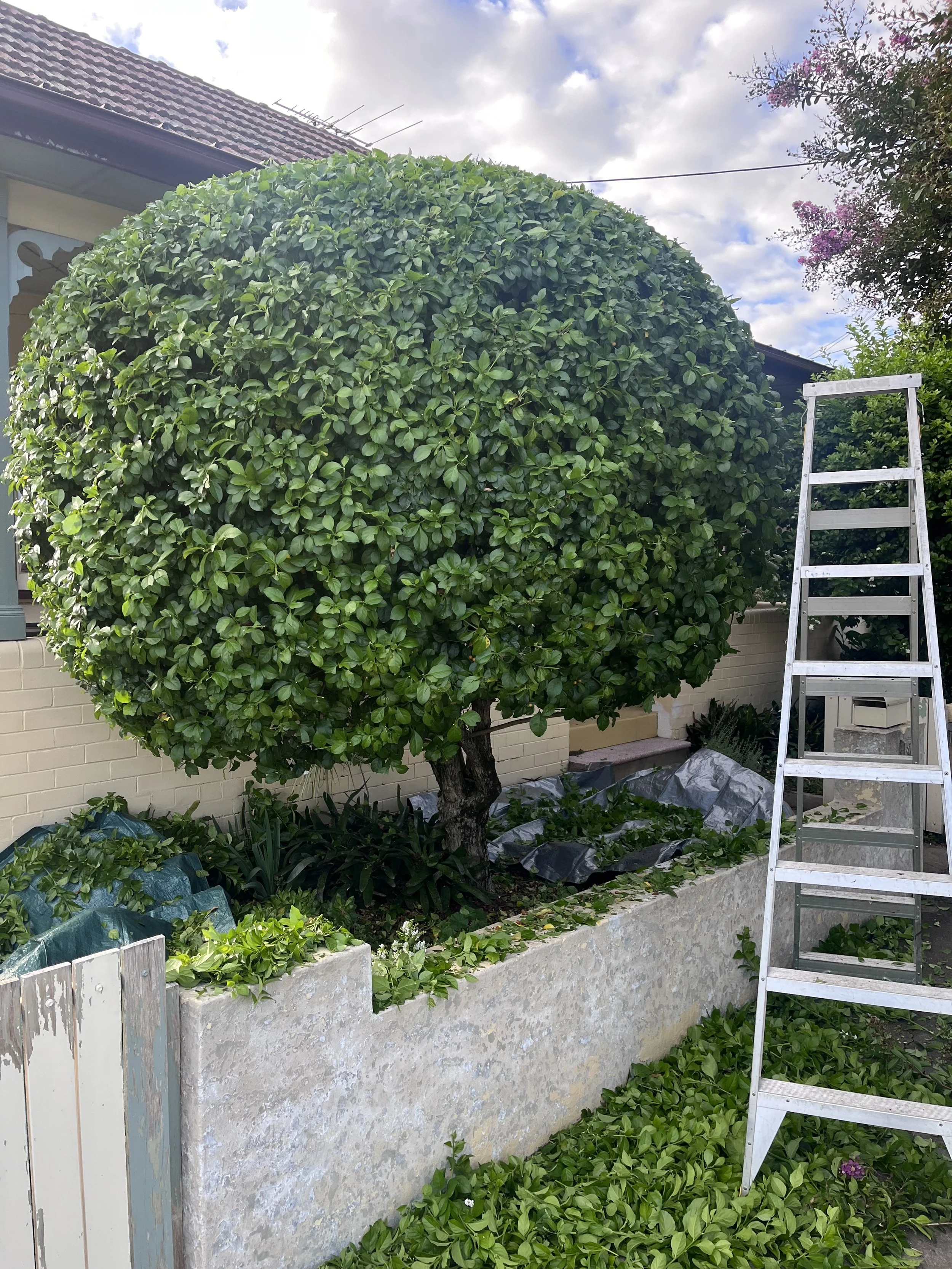 A large, well-trimmed, round green shrub in front of a house with a tiled roof. There is a silver ladder to the right. The ground and surrounding area are covered with fallen green leaves, and there are some purple flowers on the top right.