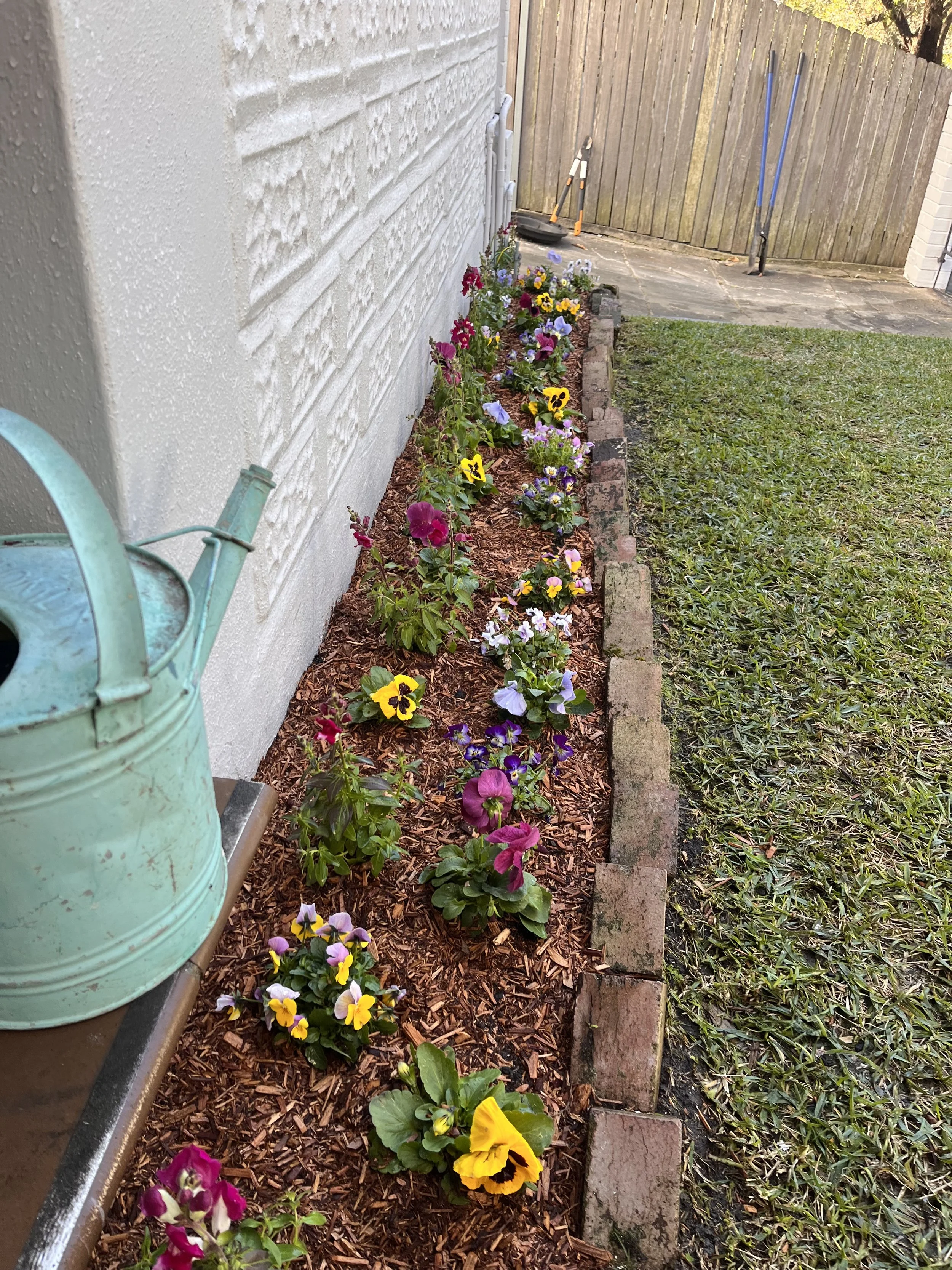 Garden bed with colorful pansy flowers next to a white brick house wall, with gardening tools and a watering can nearby, and a wooden fence in the background.