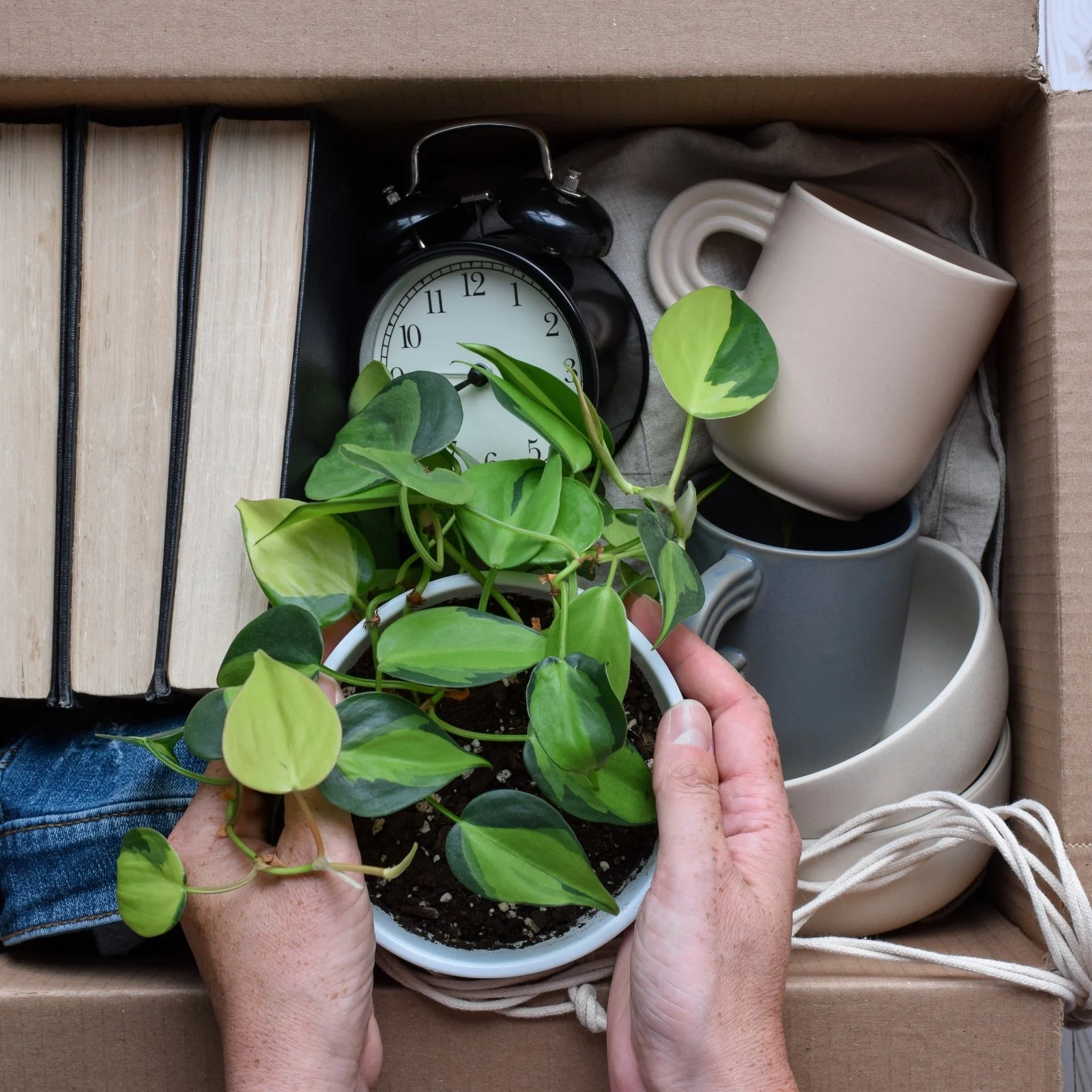 Person holding a potted green plant with heart-shaped leaves, surrounded by stacked beige and white mugs inside a cardboard box.