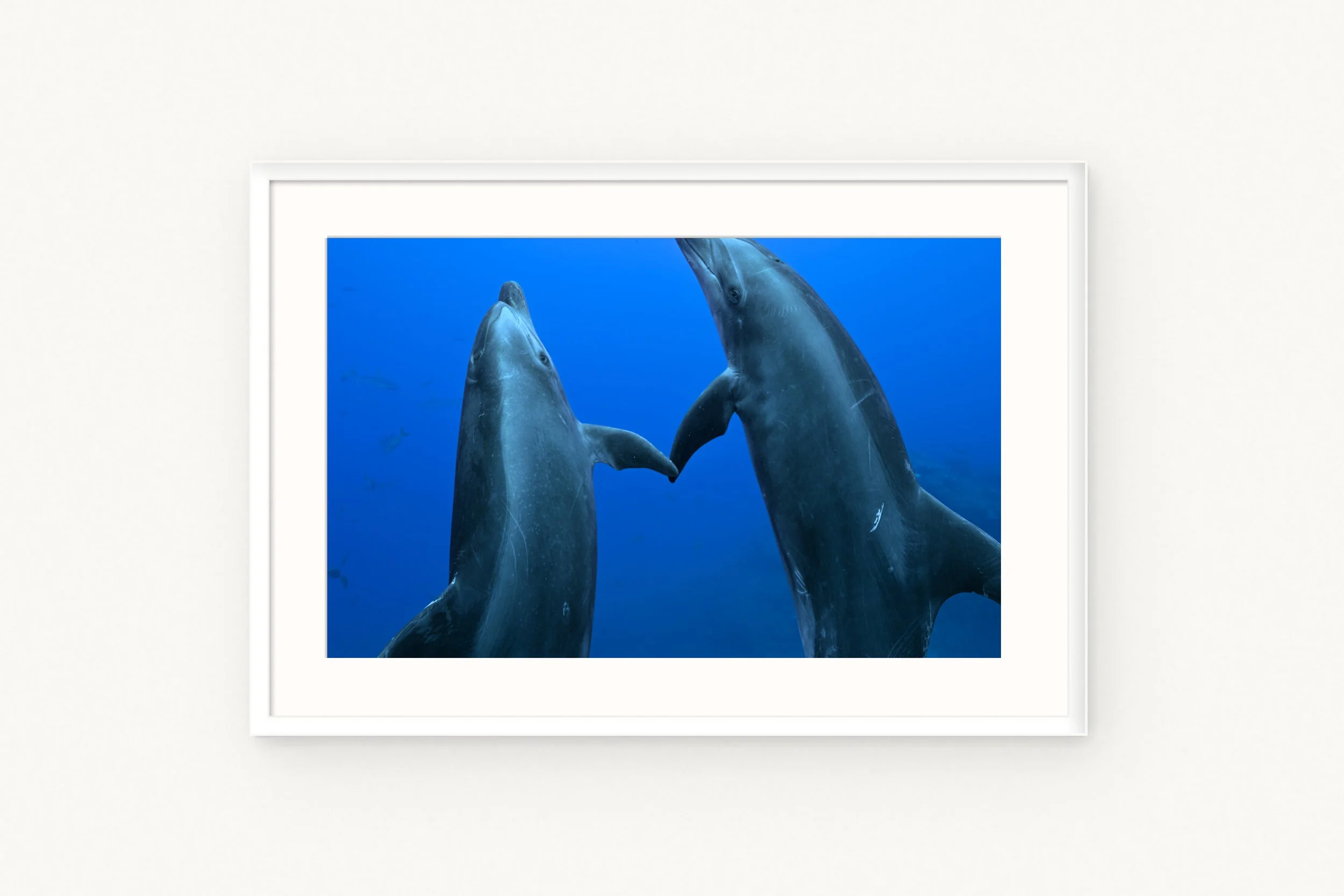 Delphinus and Amphitrite