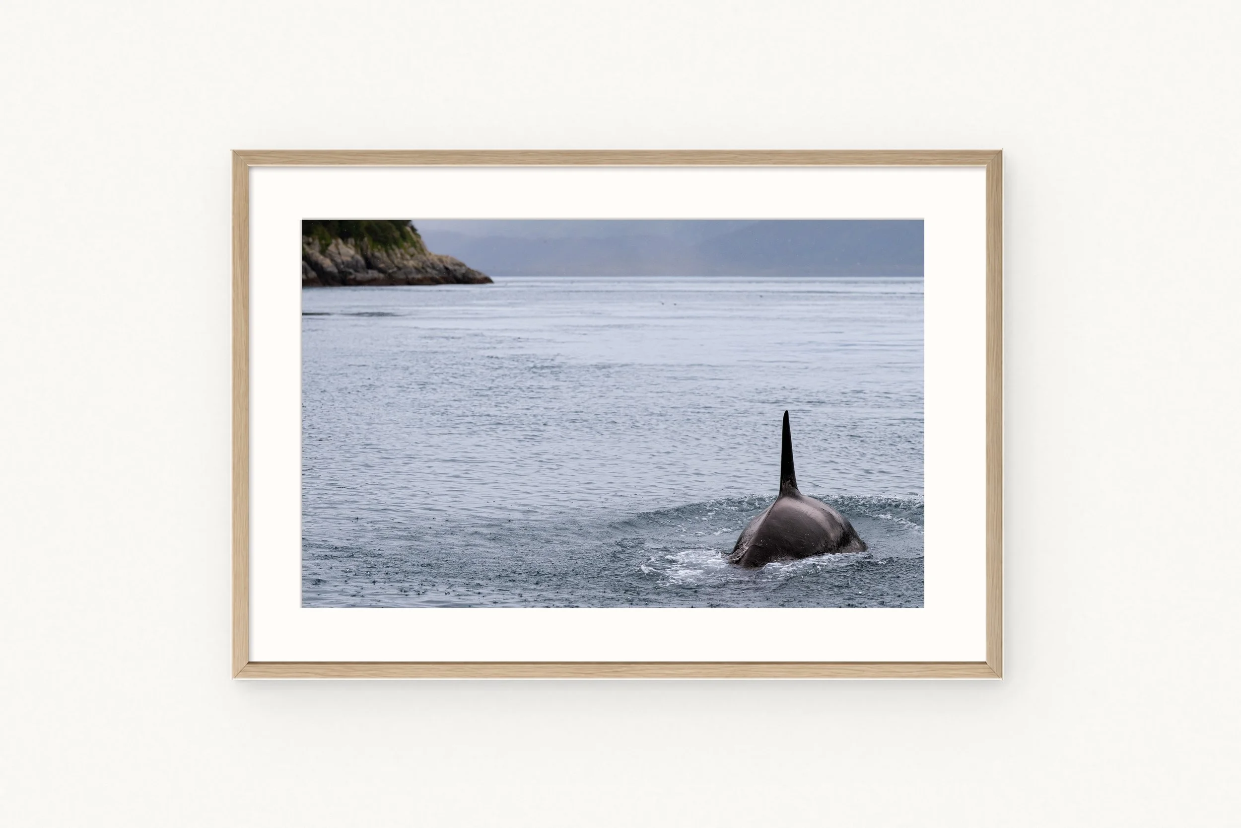 orca-surfacing-wood.jpg