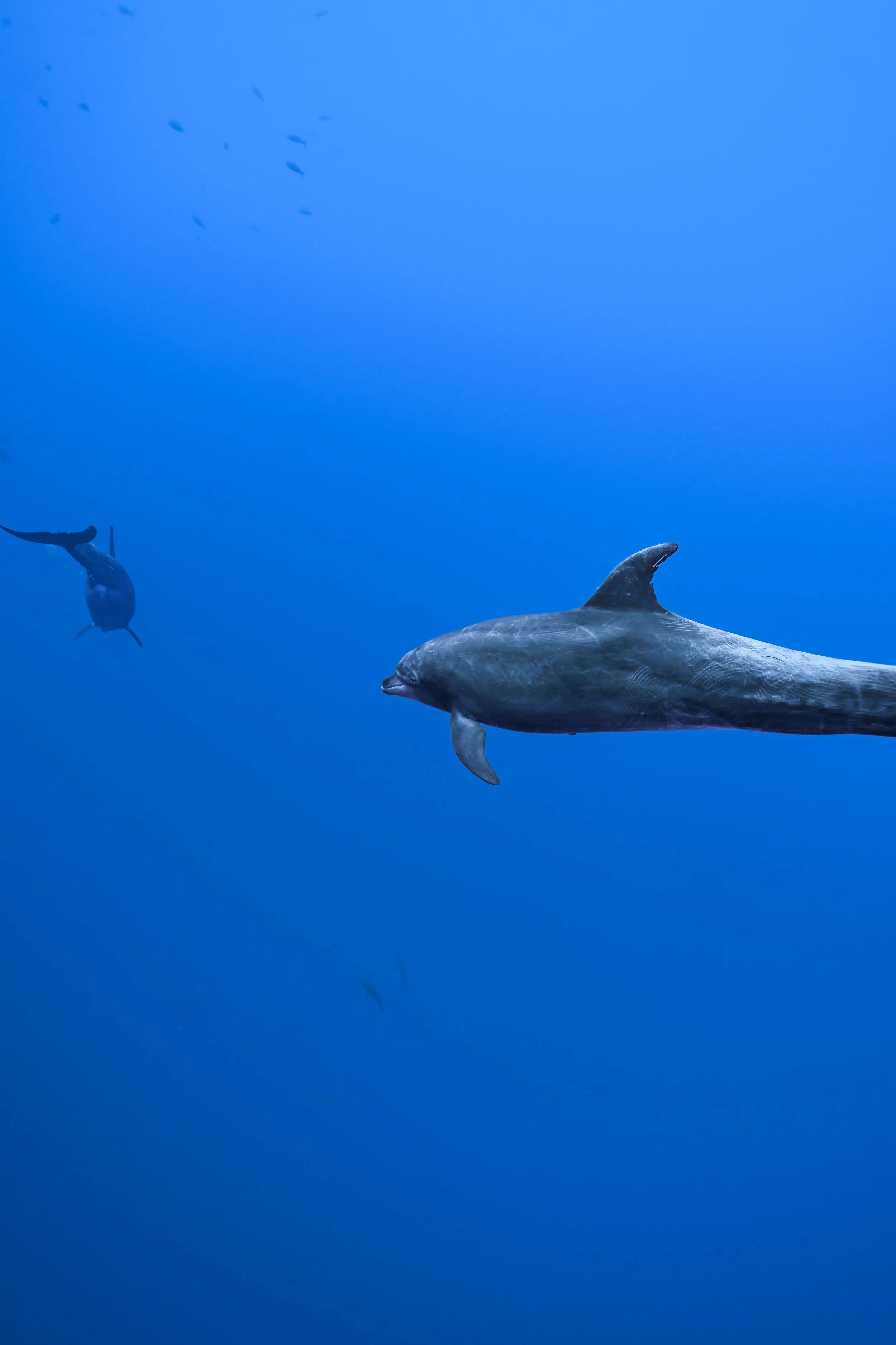 Friends of the Blue