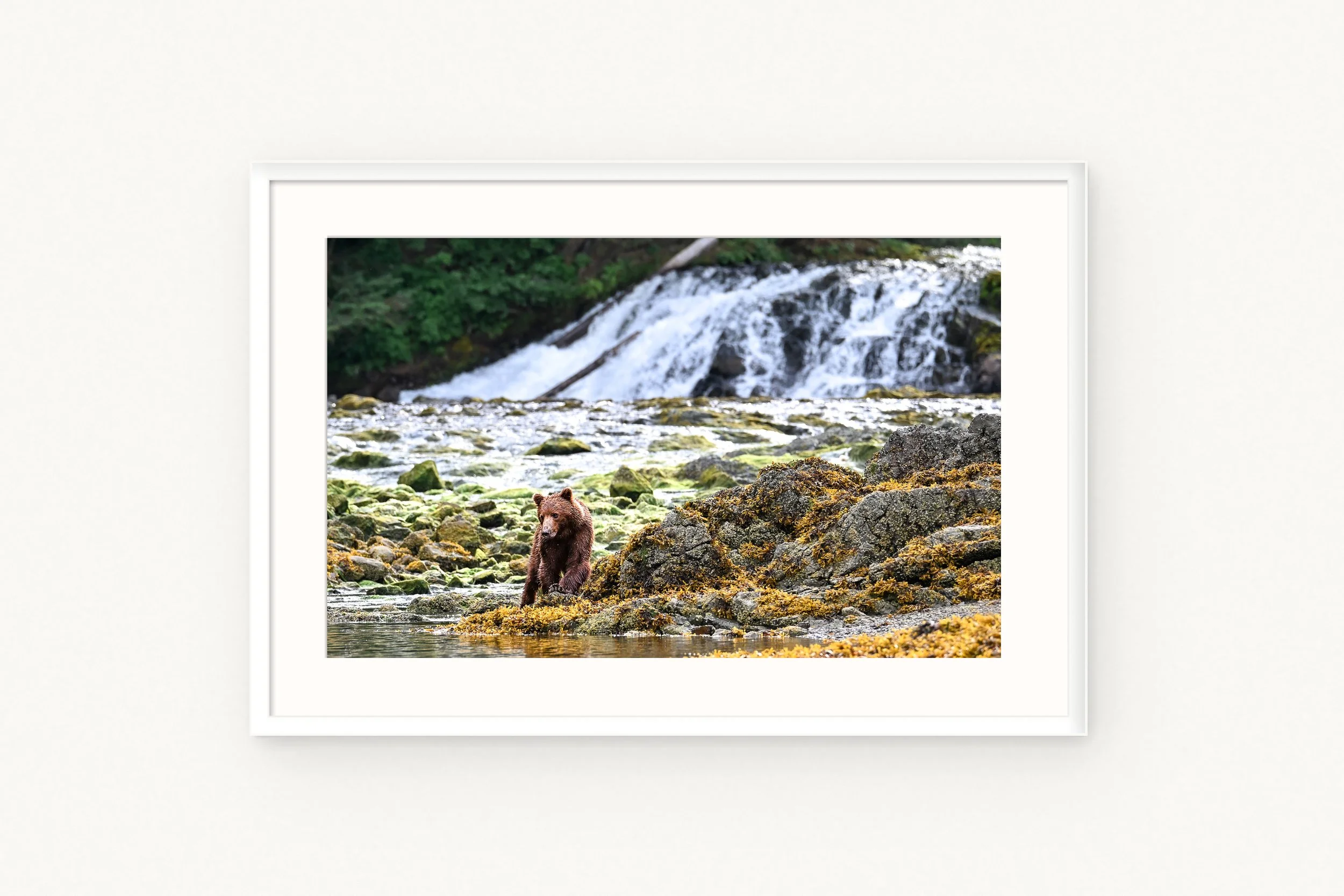 bear-waterfall-white.jpg