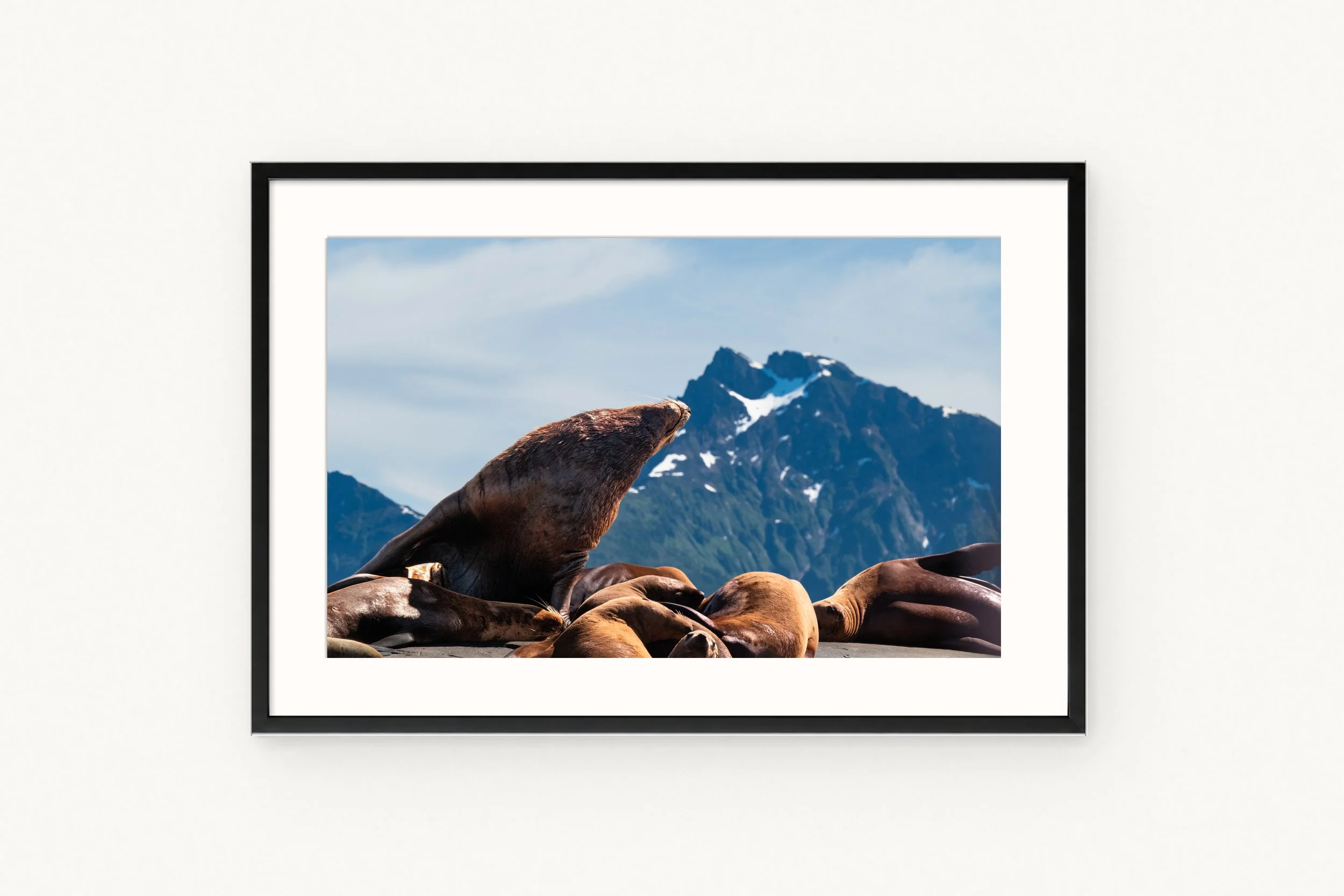 sea-lions-black.jpg