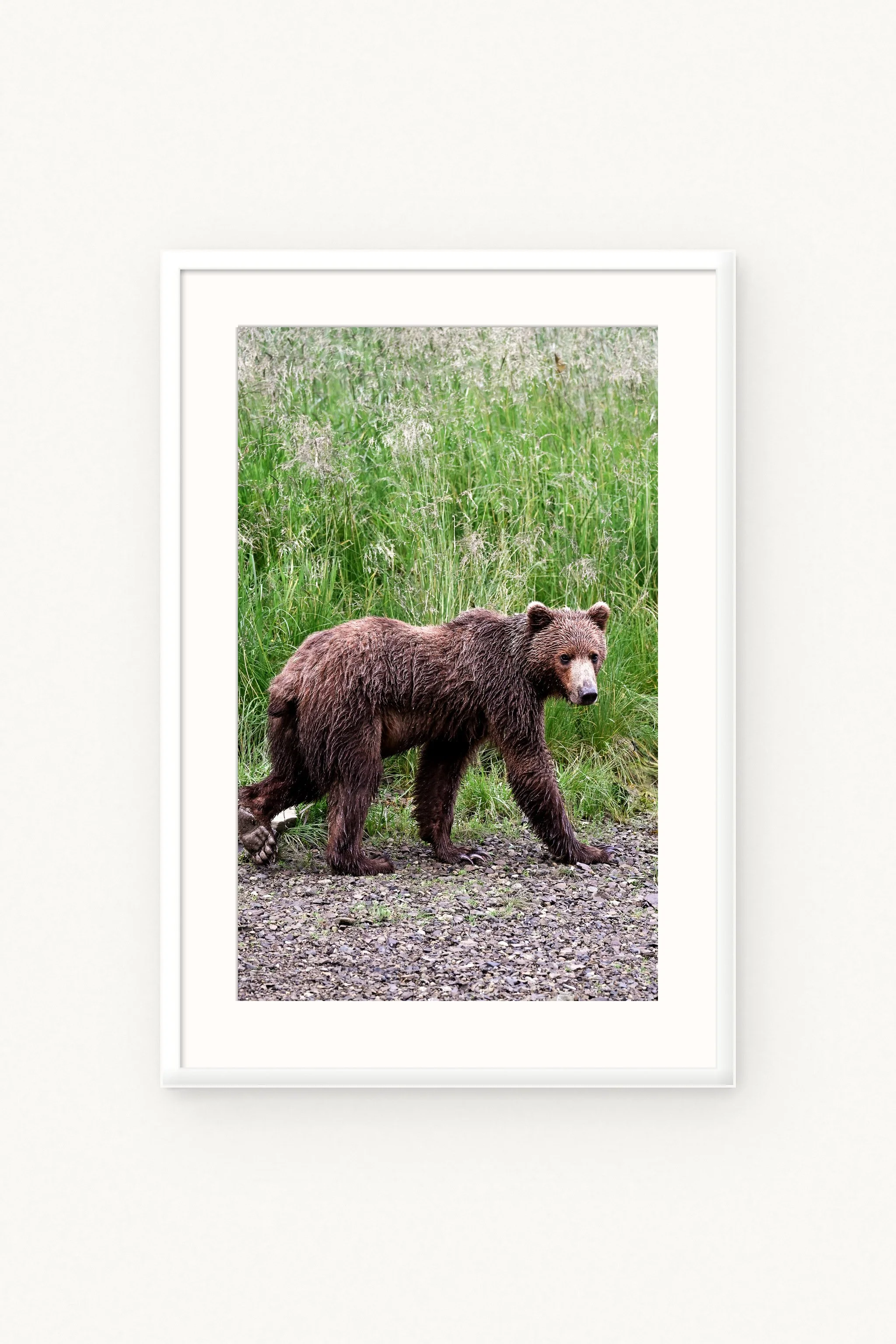bear-walking-white.jpg