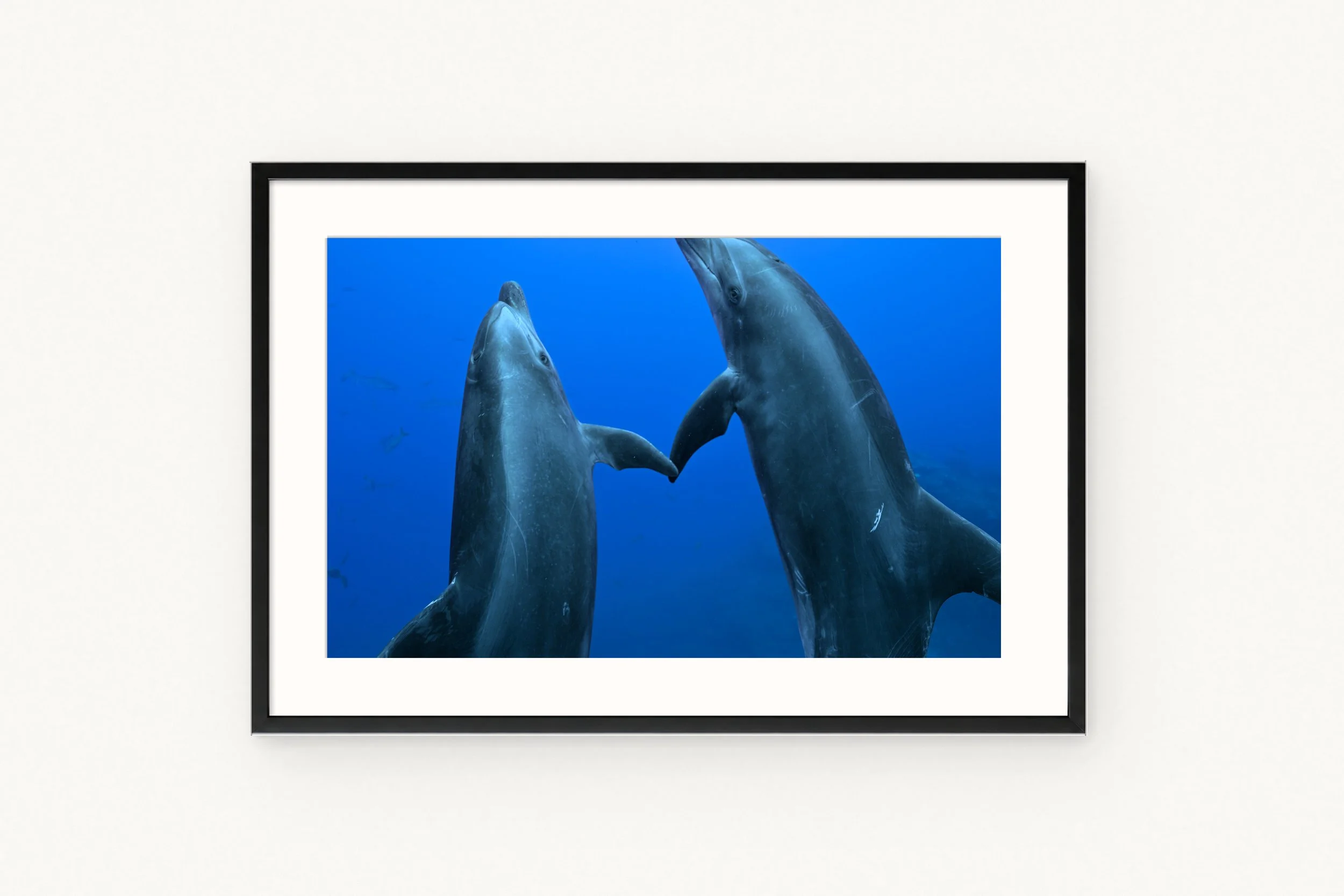 Delphinus and Amphitrite